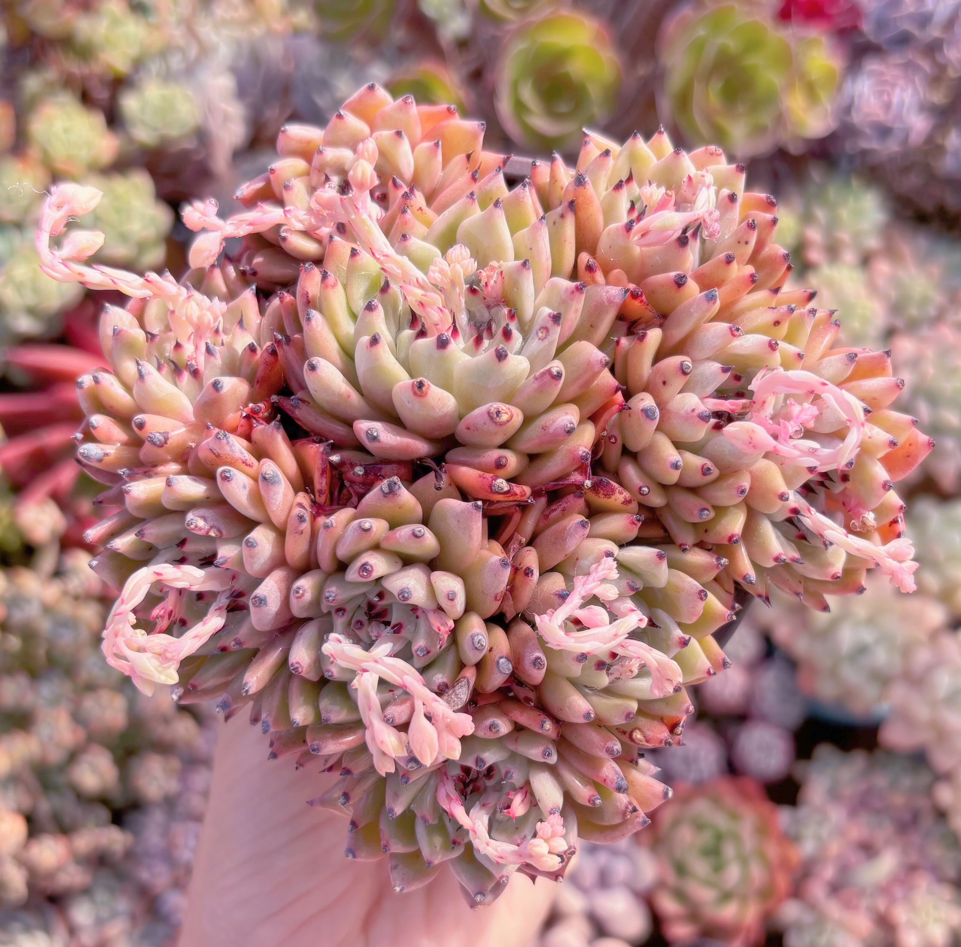 現品　ピンクザラゴーサ#026　群生　るる農園