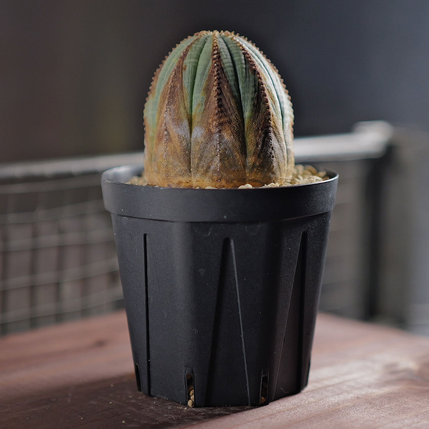 オス株 美模様 木質化 オベサ / ユーフォルビア | LIGHTHOUSE.PLANTS