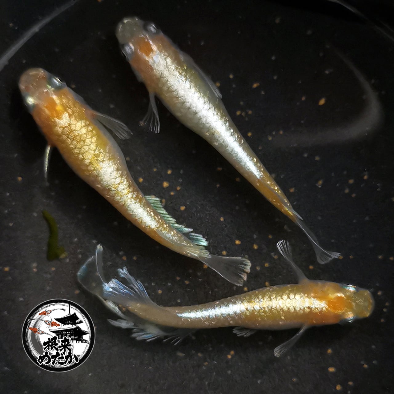 【5匹＋補償1匹】レッドクリフ紅白 　夢中めだか様血統
