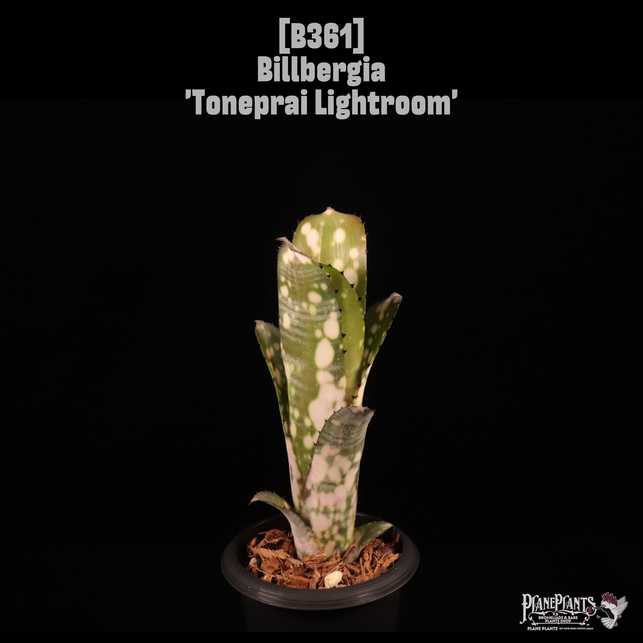 Billbergia 'Toneprai Lightroom'〔ビルベルギア〕B361