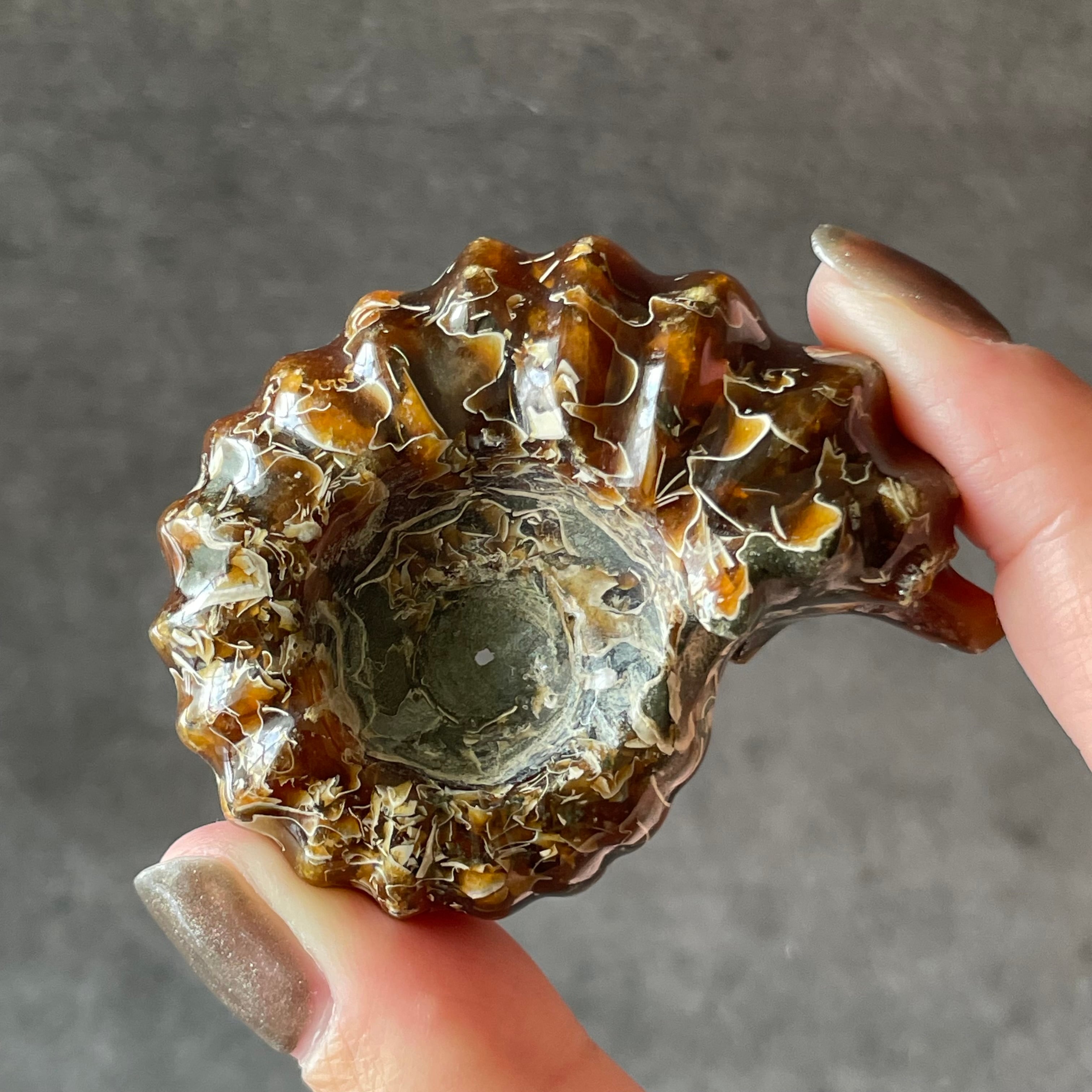 Ammonite アンモナイト|化石|天然石 パワーストーン 鉱物 gem stone