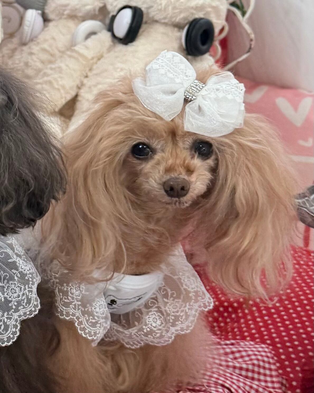 Trilly tutti Brilli | 犬の生活オンラインブティック