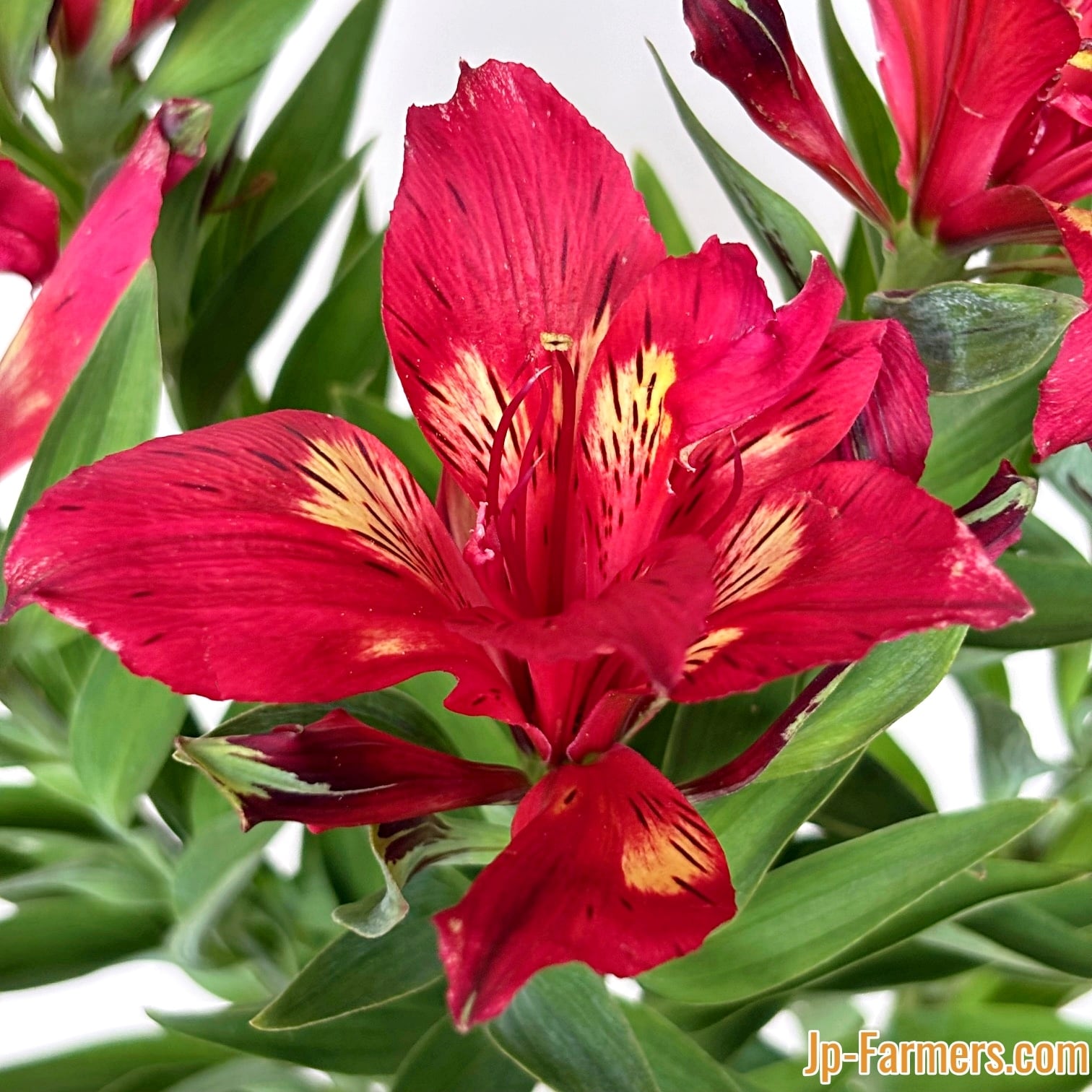 プロテアのドライフラワー③ 1束 （3本） | 新鮮お花問屋 Jp-Farmers.com