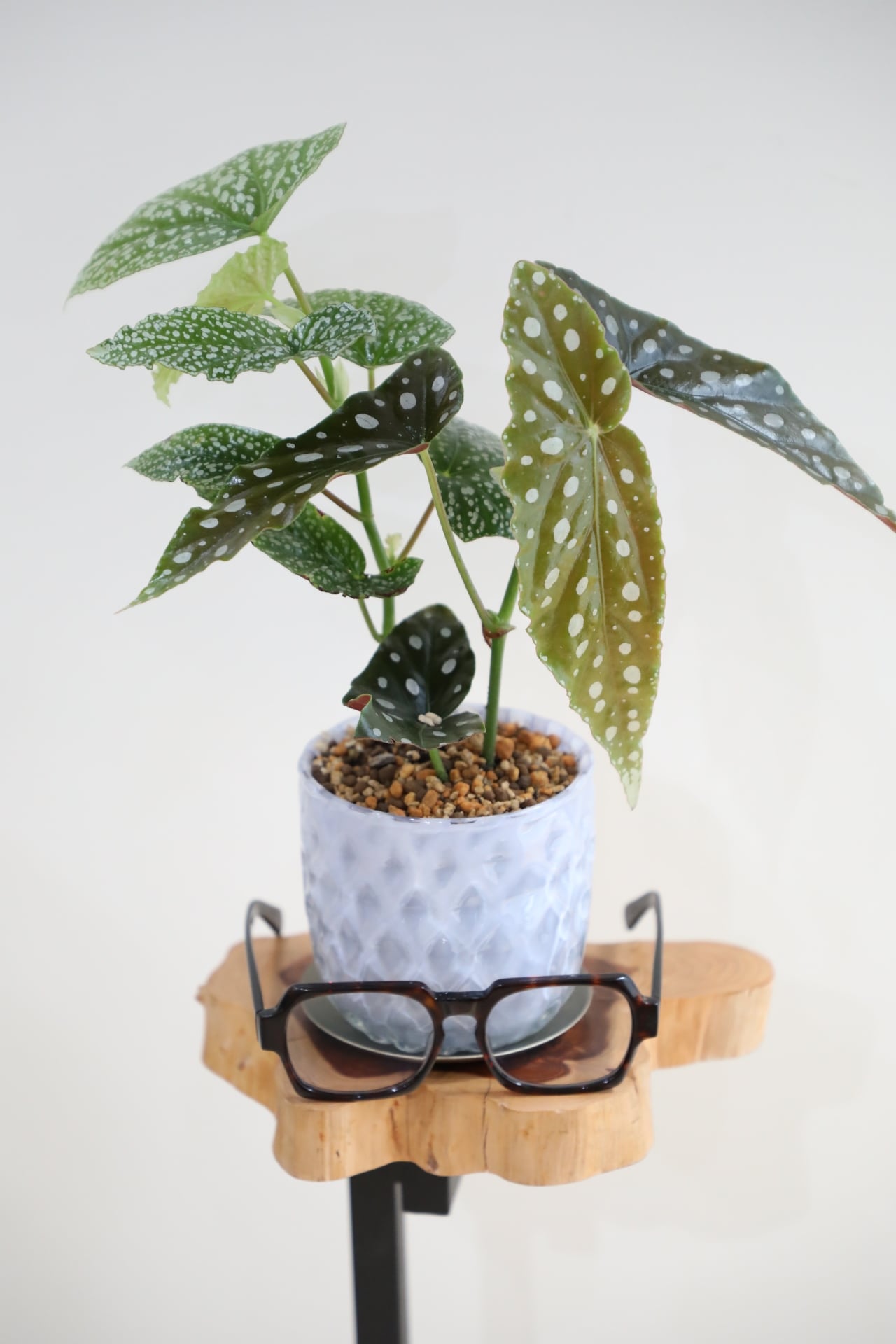 S】ベゴニア マクラータ×ホワイトアイス/Begonia ※ガラス鉢付き