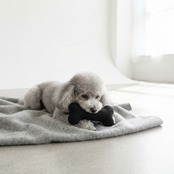 【選べる3個セット】Monotone & Nuance Pet Toy モノトーン＆ニュアンス ペットトイ
