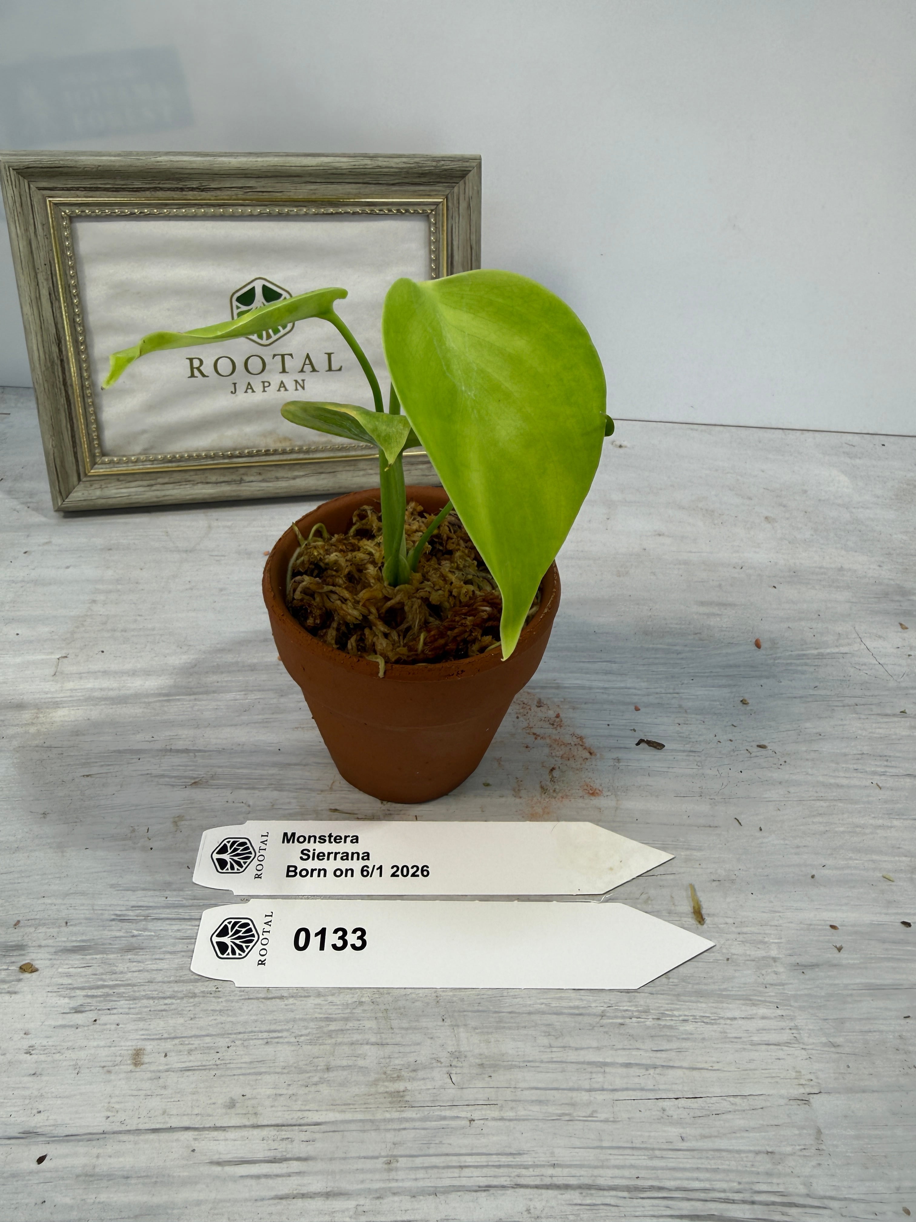 モンステラ | ROOTALPLANTS