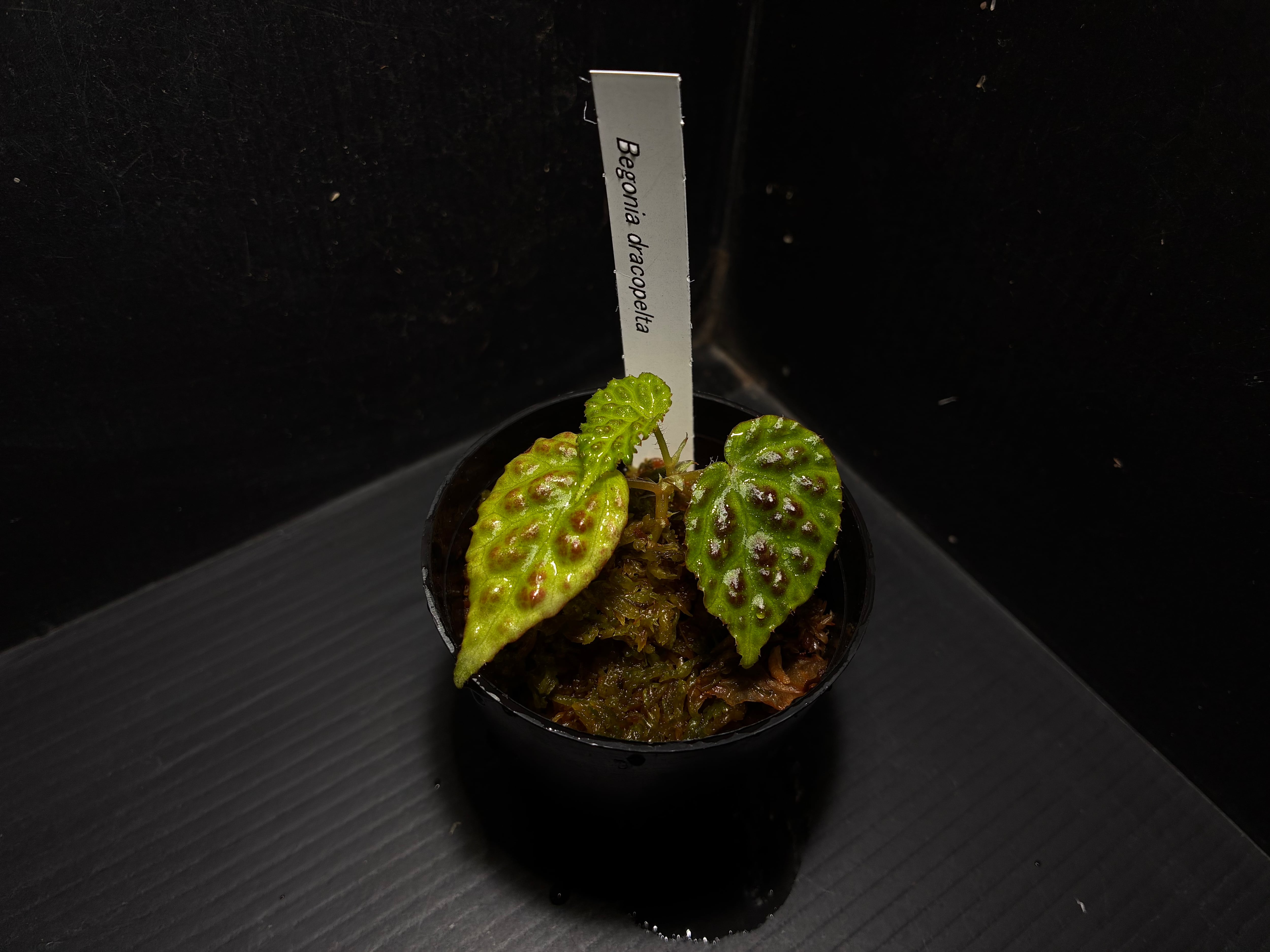 Bucephalandra sp.Kedagang Pink Variegata（ブセファランドラsp.クダ