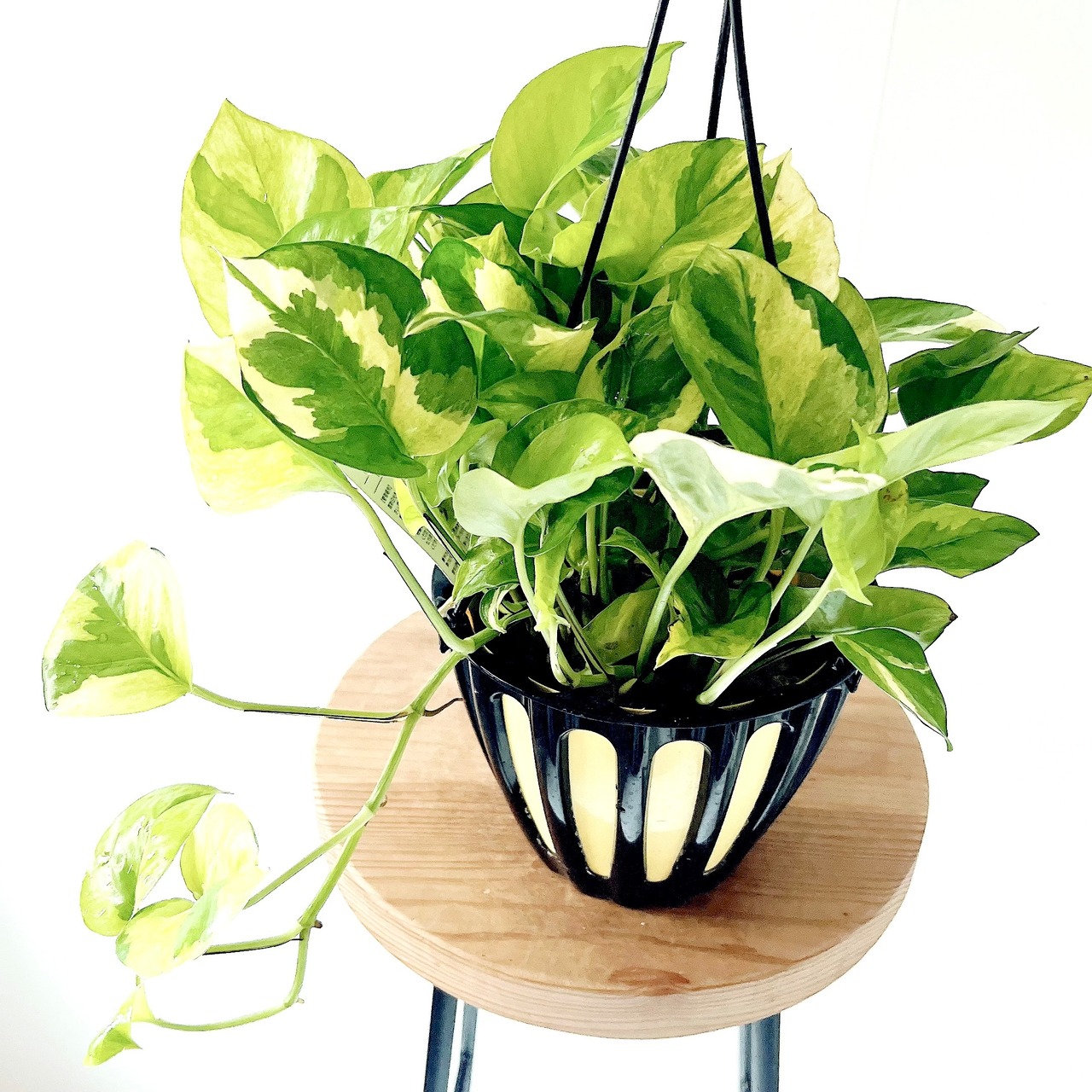ポトス エメラルド 登録品種 観葉植物 calm cafe