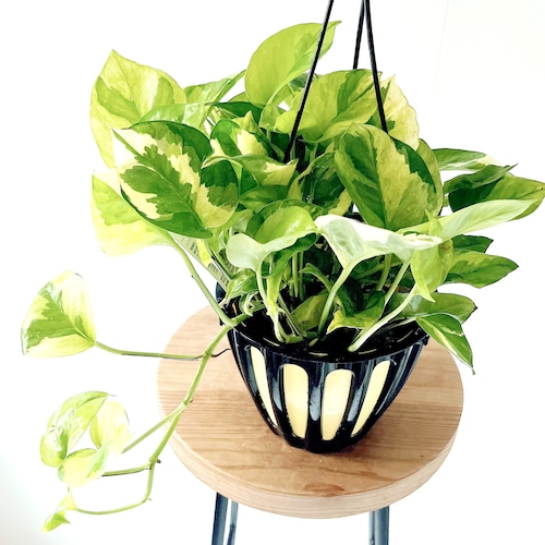 ポトス エメラルド 登録品種 観葉植物 calm cafe