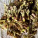【季節限定】信州産 自然栽培『山菜＆野菜セットＳ』放飼有精卵入り 60サイズ（農薬、肥料不使用） タラの芽