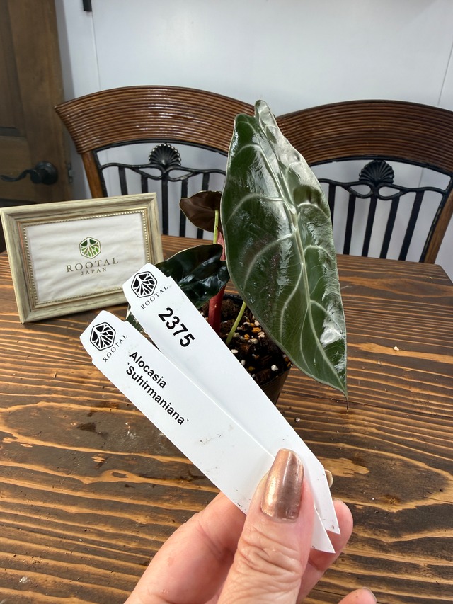 ★2375【渋く輝くハート型】アロカシア　スーヒルマニアナ（3.5号ポット）