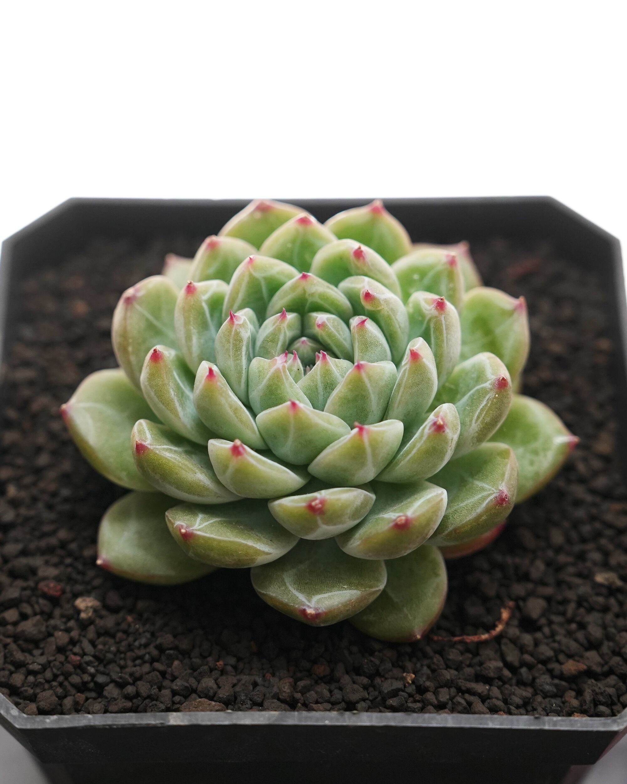 発根済カット苗 アエオニウム 魅金ローズ錦 Aeonium 'Charm Golden