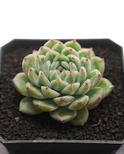 カット苗 スノーフレークジェニー Echeveria 'Snowflake Jenny'