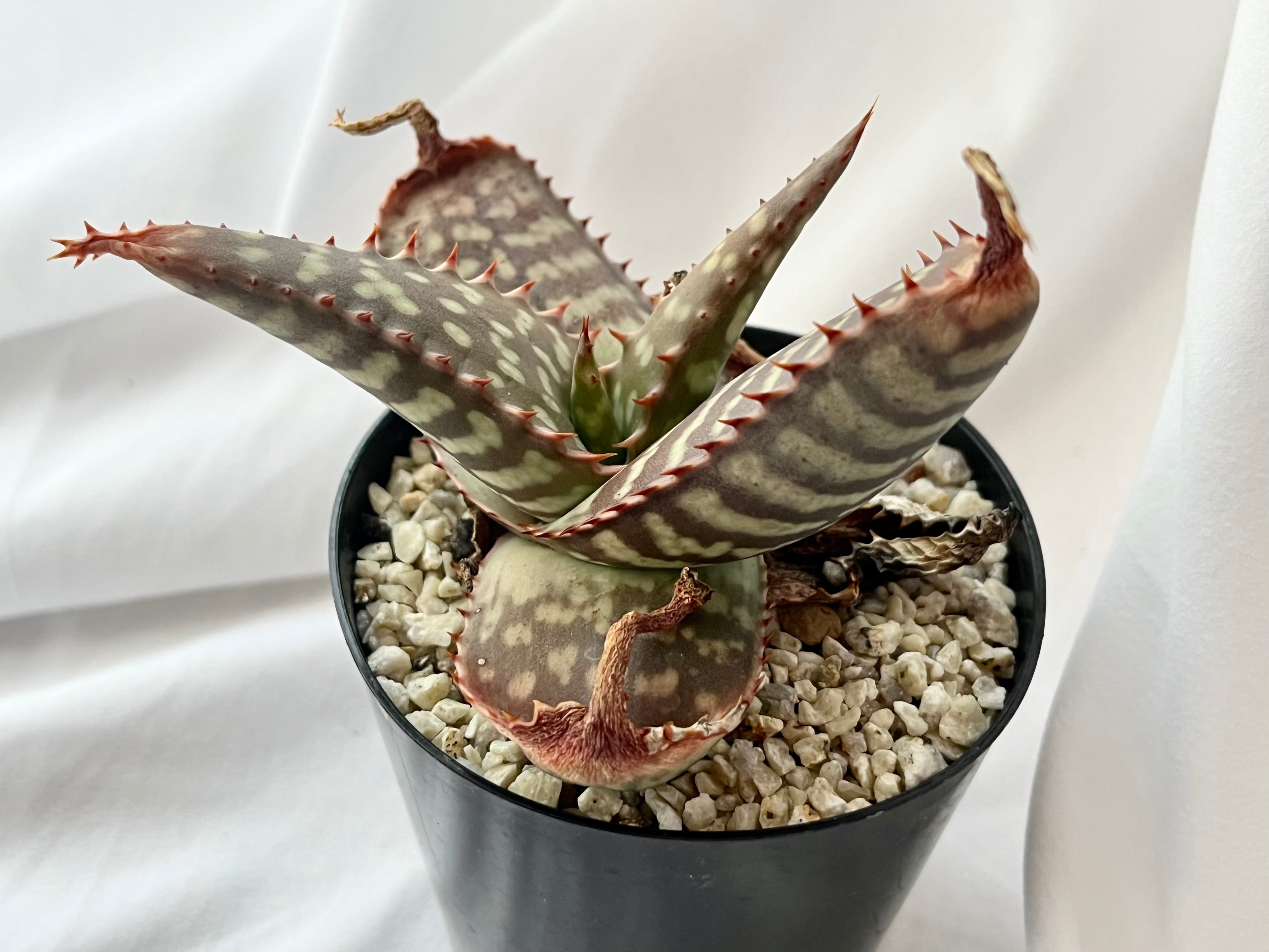 Aloe maculata v.latifolia アロエ ラティフォリア 多肉植物 | Pay ID
