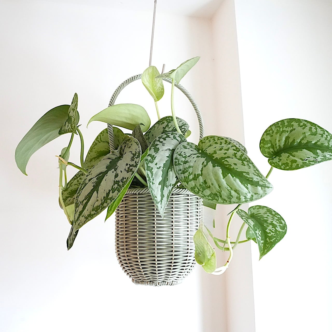 送料込み】観葉植物 アフェランドラ ダニア シルバークラウド 4号