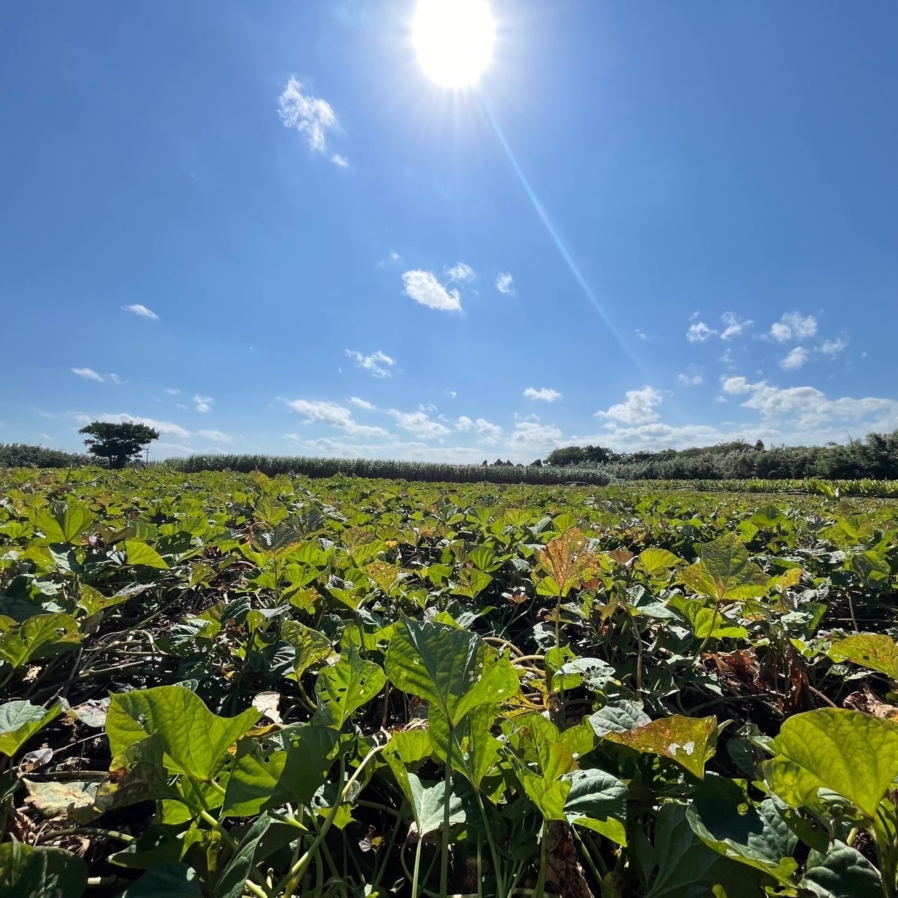 安納芋 極プチサイズ 2kg(箱別)・画像6