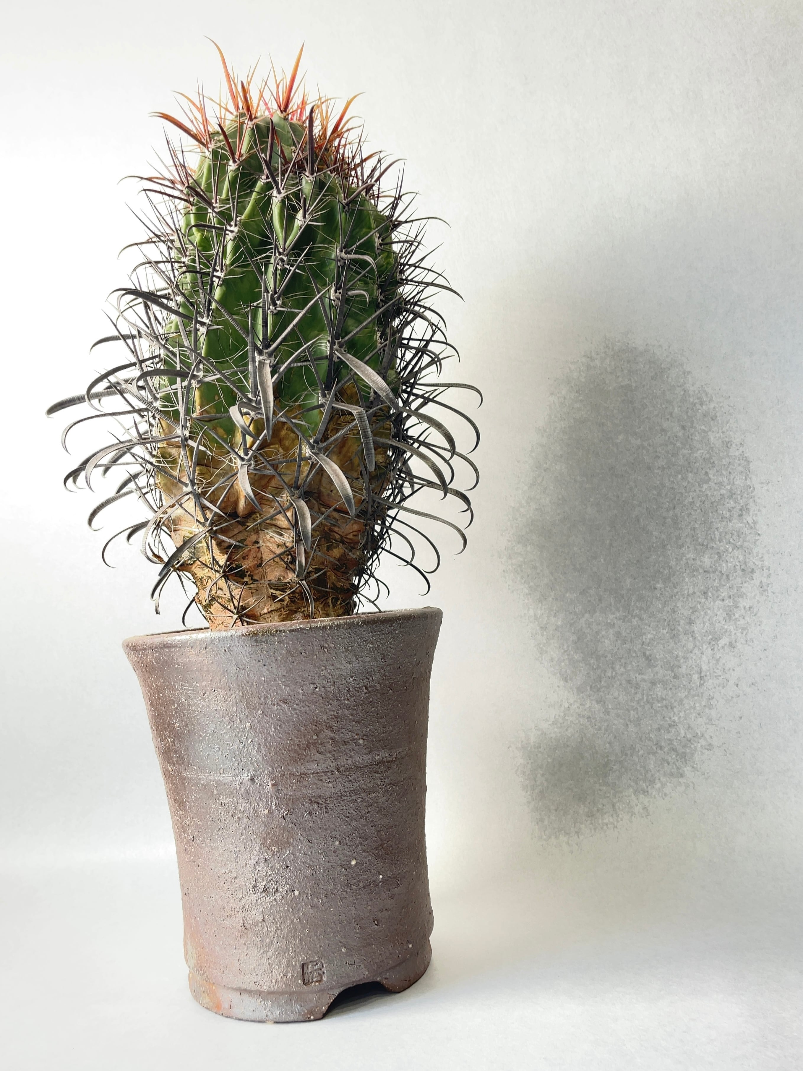 フェロカクタス・火剣峰 | trigger