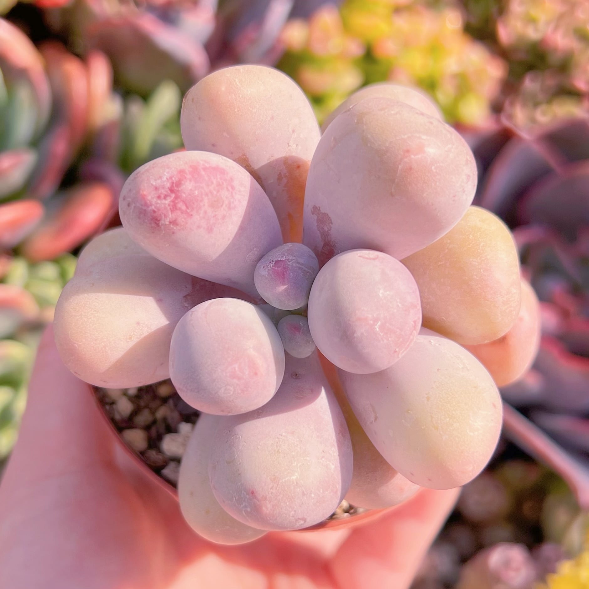 現品　ミルクミル#F249　るる農園