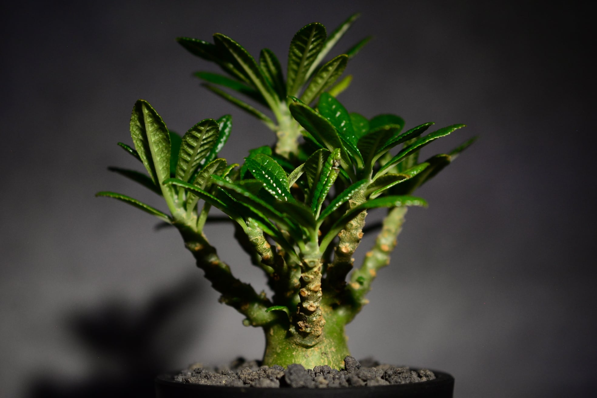 ドルステニア ギガス | N collect plants