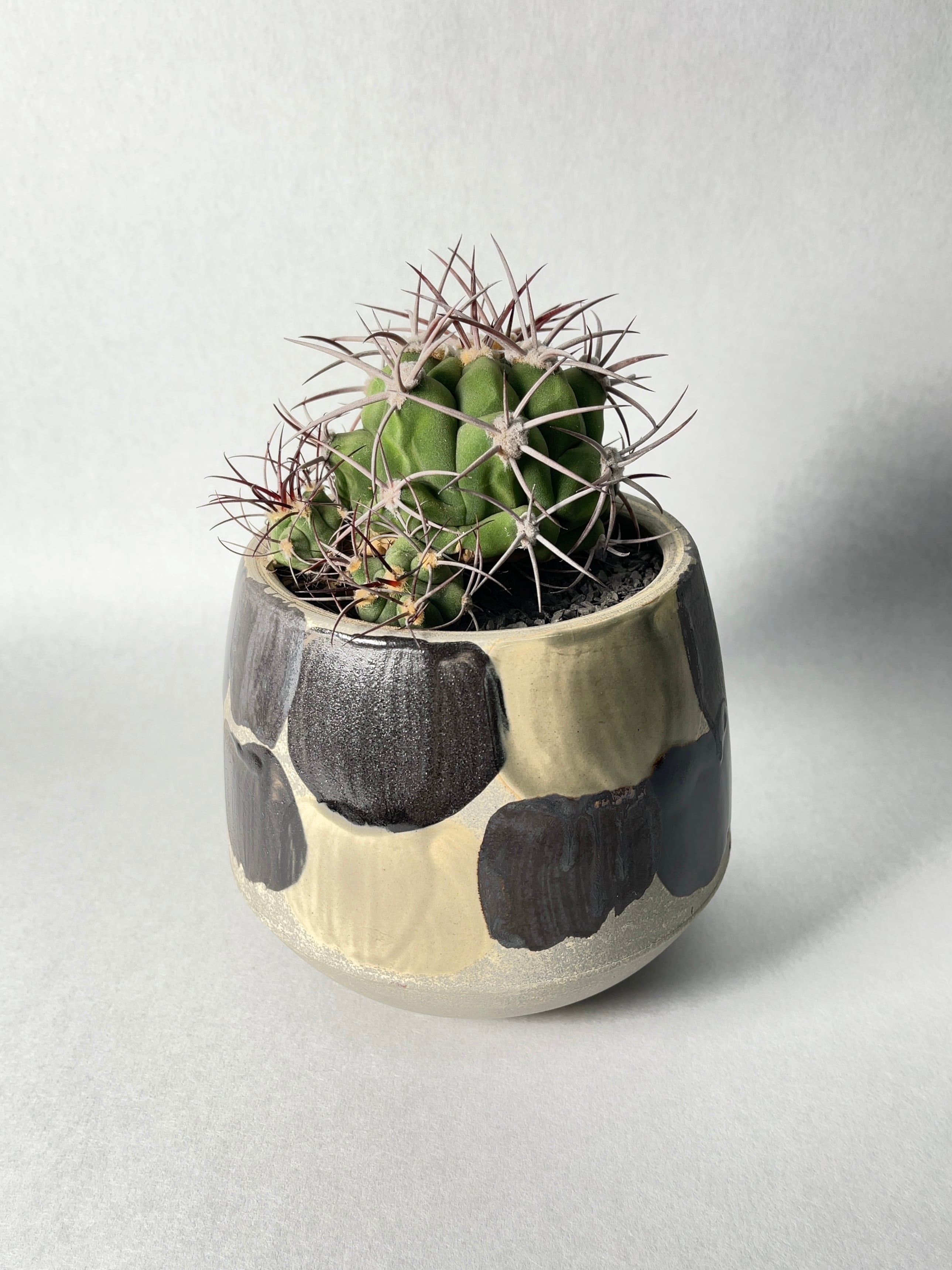 ギムノカリキウム・天賜玉 | trigger