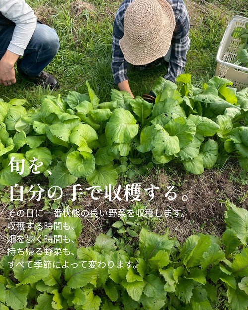 季節の収穫体験｜畑を歩いて、旬を味わう（予約制）