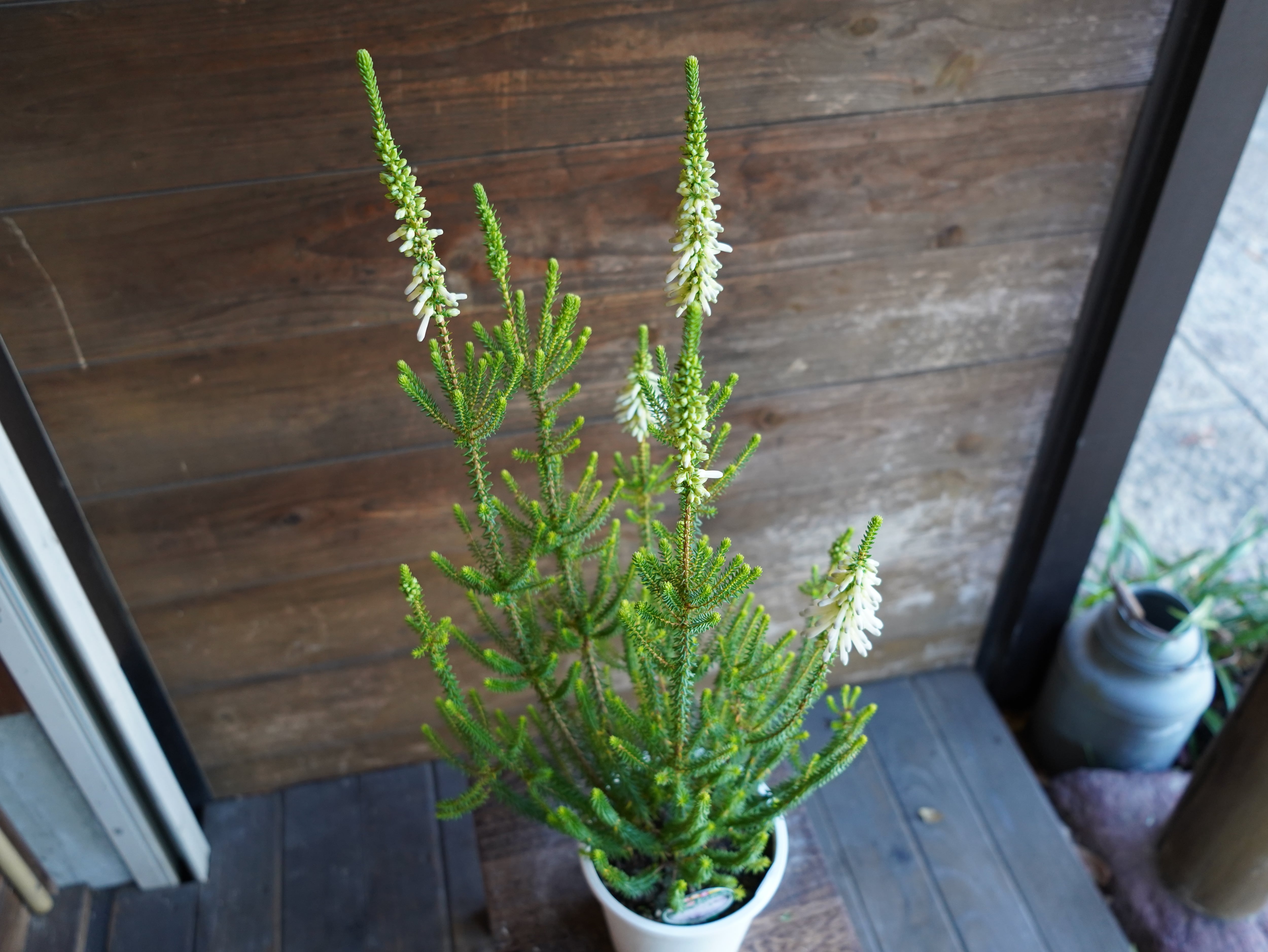 【現物】エリカ　Ｓ．’ライトスパーク’　B