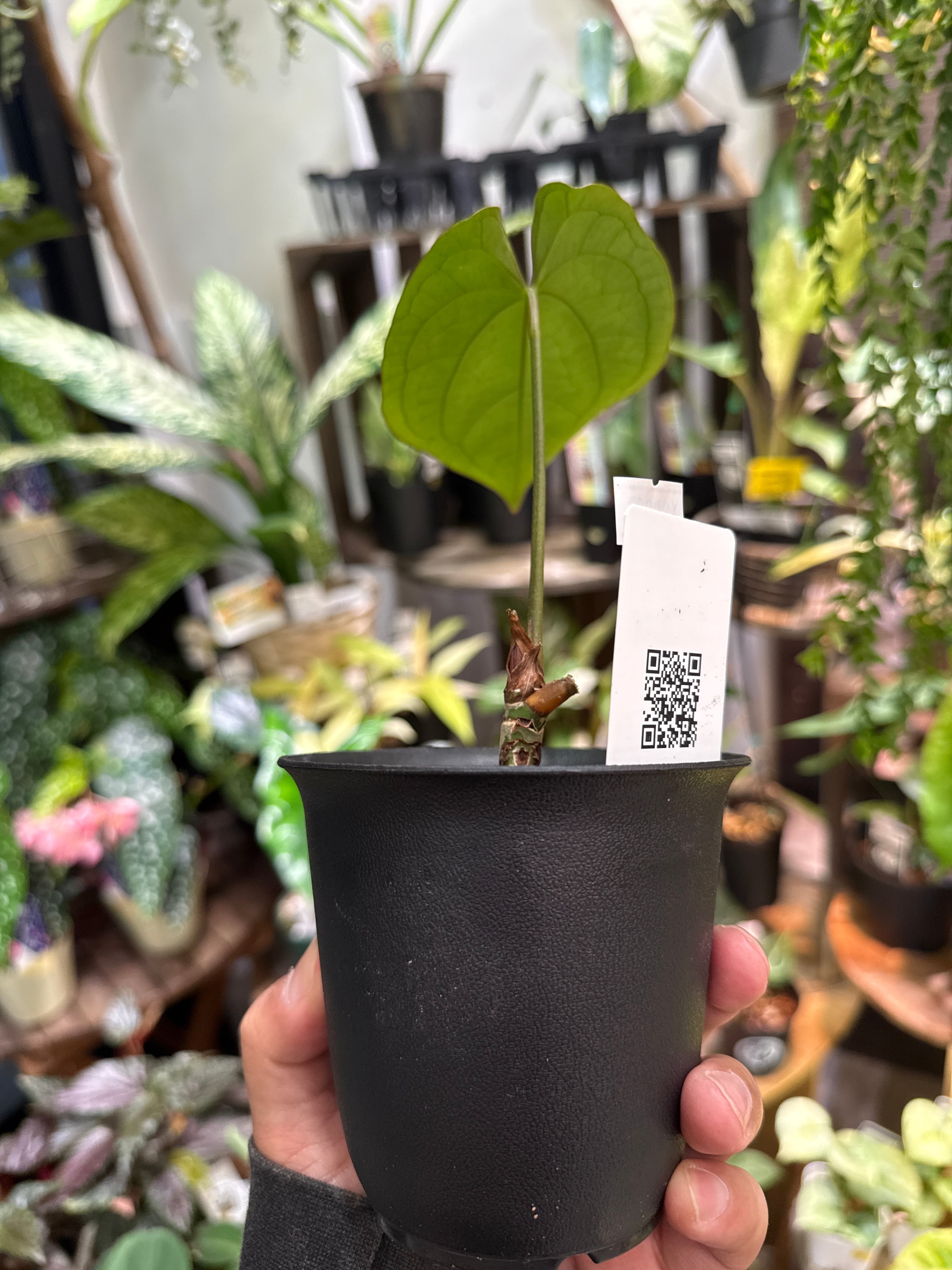 A. Red spider x Red Vein dark phoenix | Gardenえん 【観葉熱帯植物】