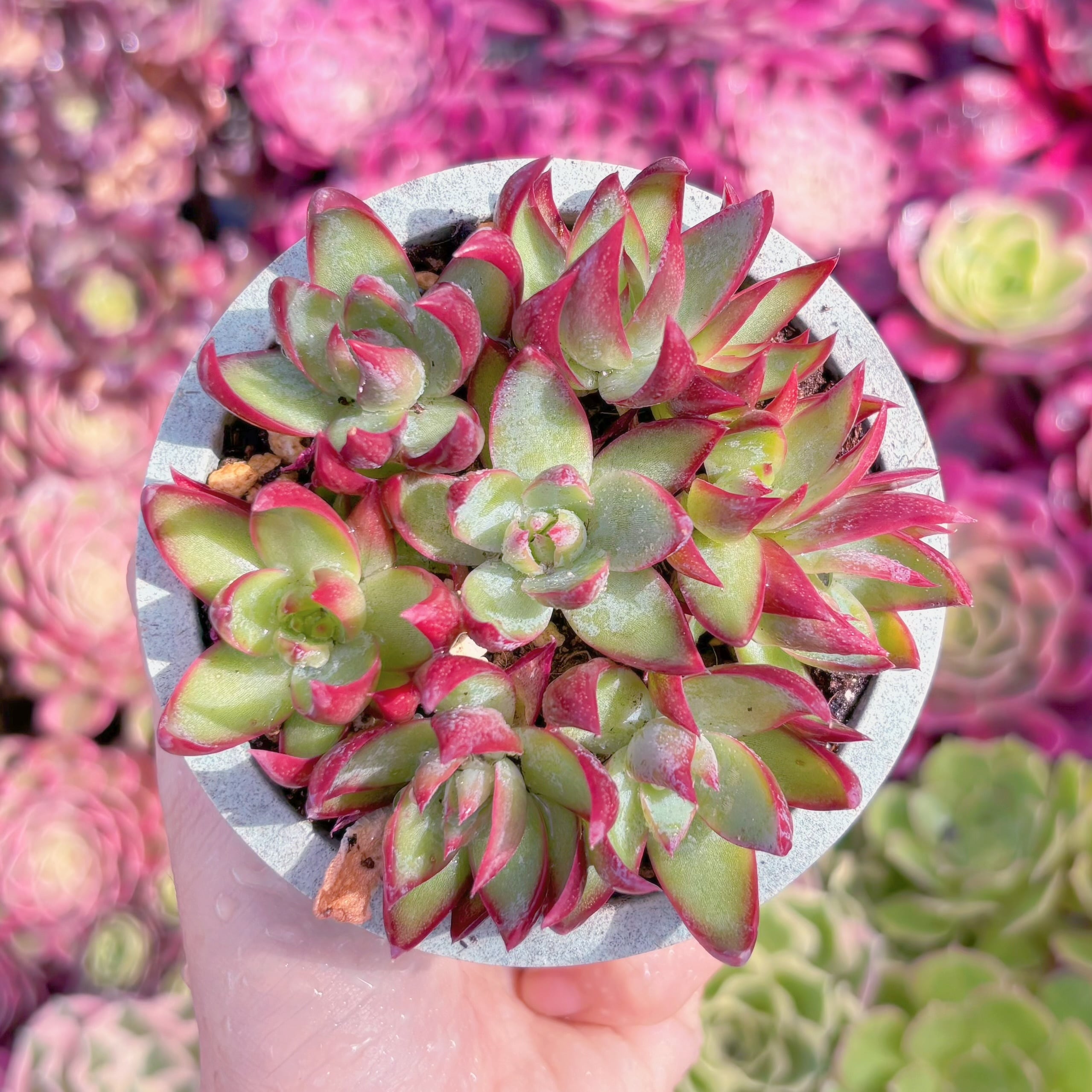 多肉植物　カシオ(7苗)　新入荷　るる農園