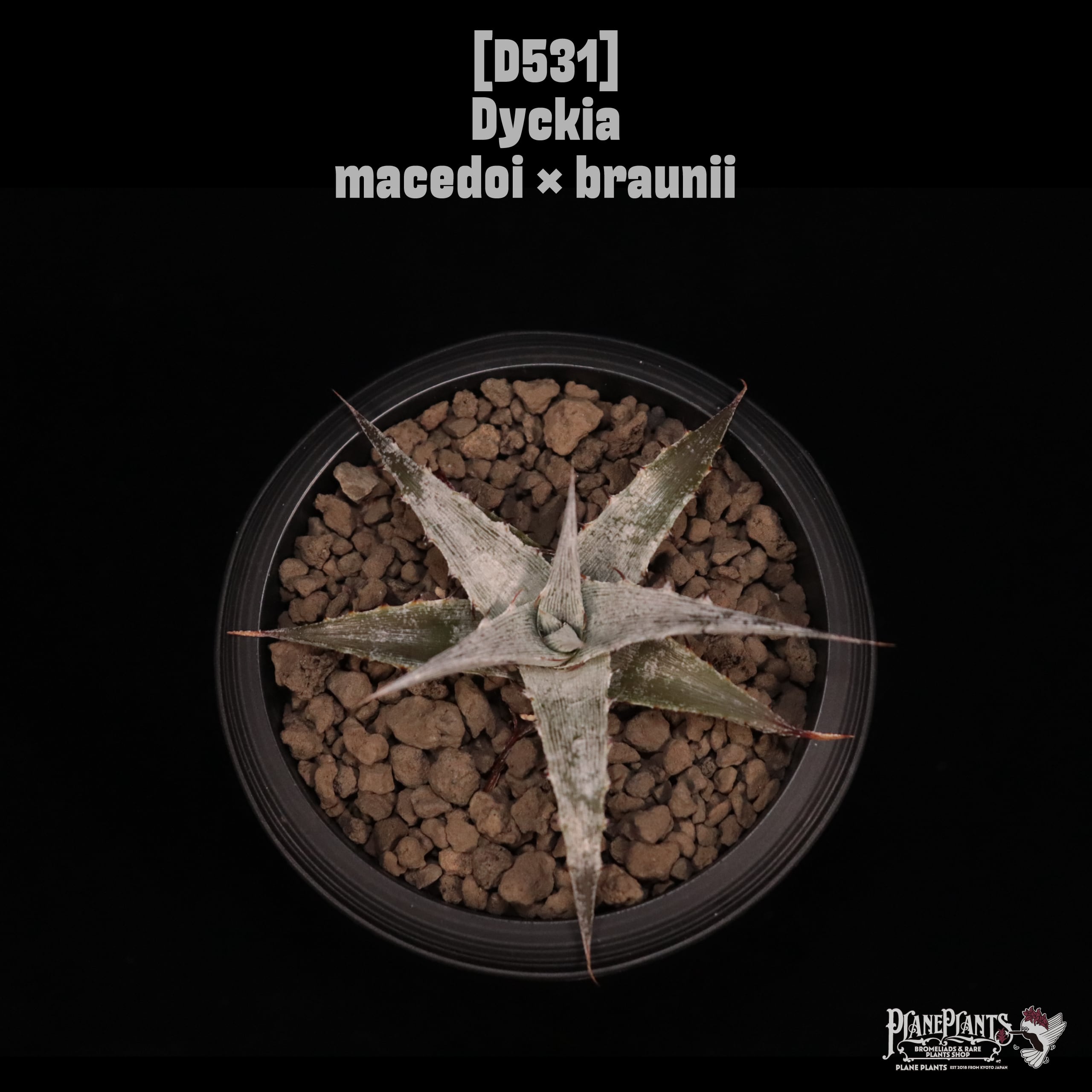 Dyckia | plane plants