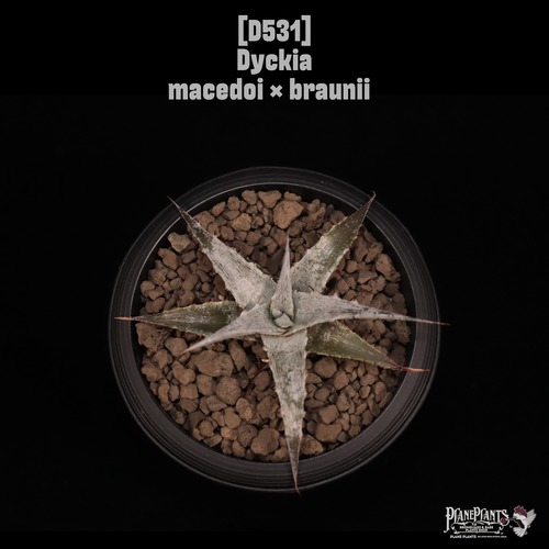 【送料無料】Dyckia macedoi  × braunii〔ディッキア〕現品発送D531
