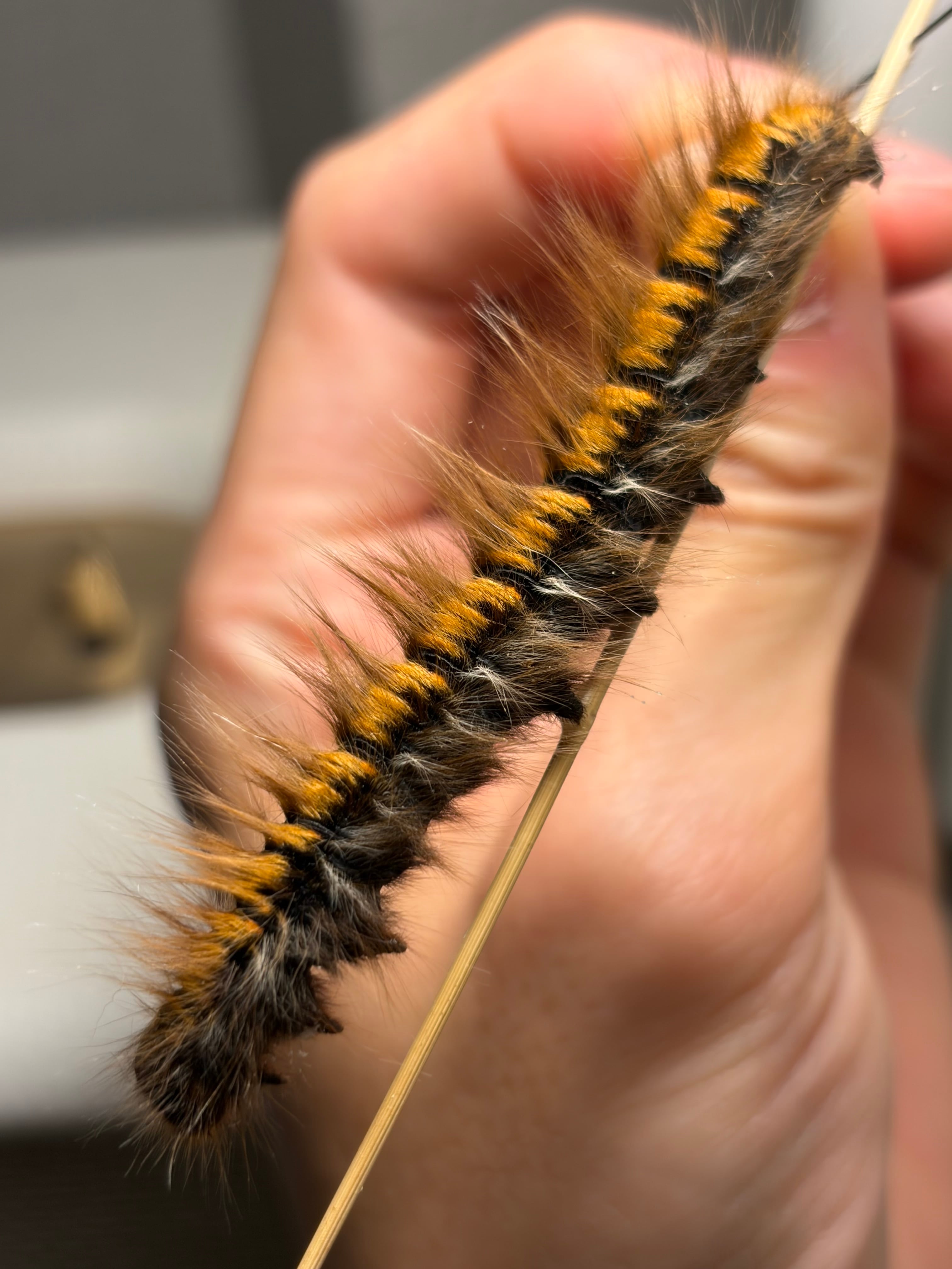 レテノールモルフォ蝶 蛾ピカソモスモルフォチョウMorpho昆虫標本