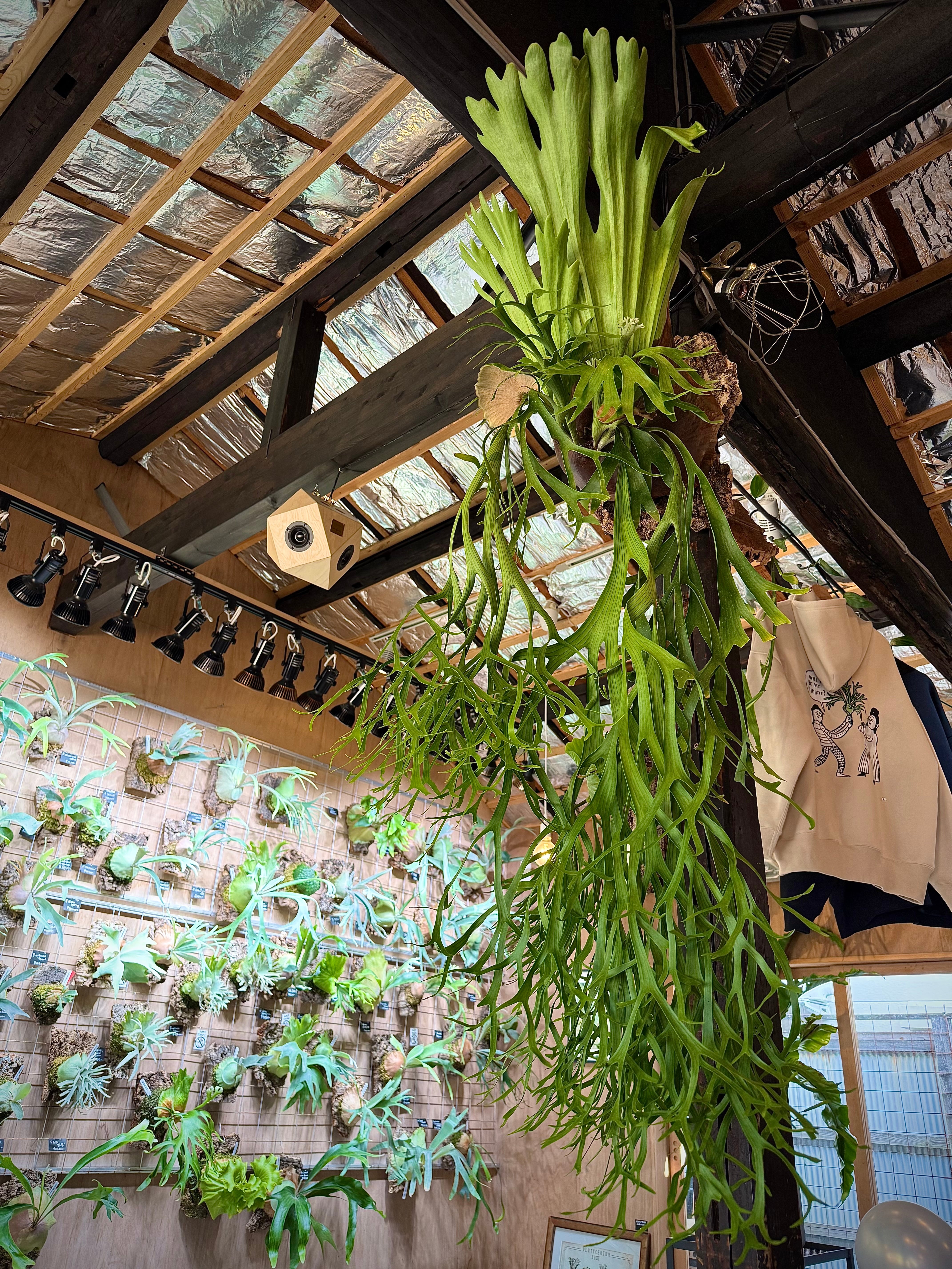 その他観葉植物 Platycerium Ubon #1 P. 'Ubon #1' ビカクシダ 'ウボン #1' | vandaka plants