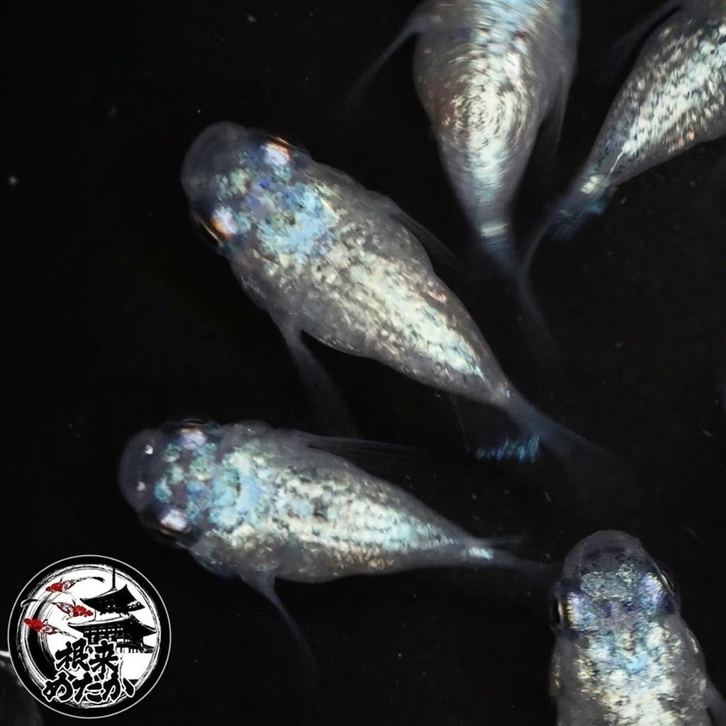 〖1ペア〗ユリシスパラディーソダルマ　メダカ 成魚 ｜改良メダカ 人気品種 メダカ販売