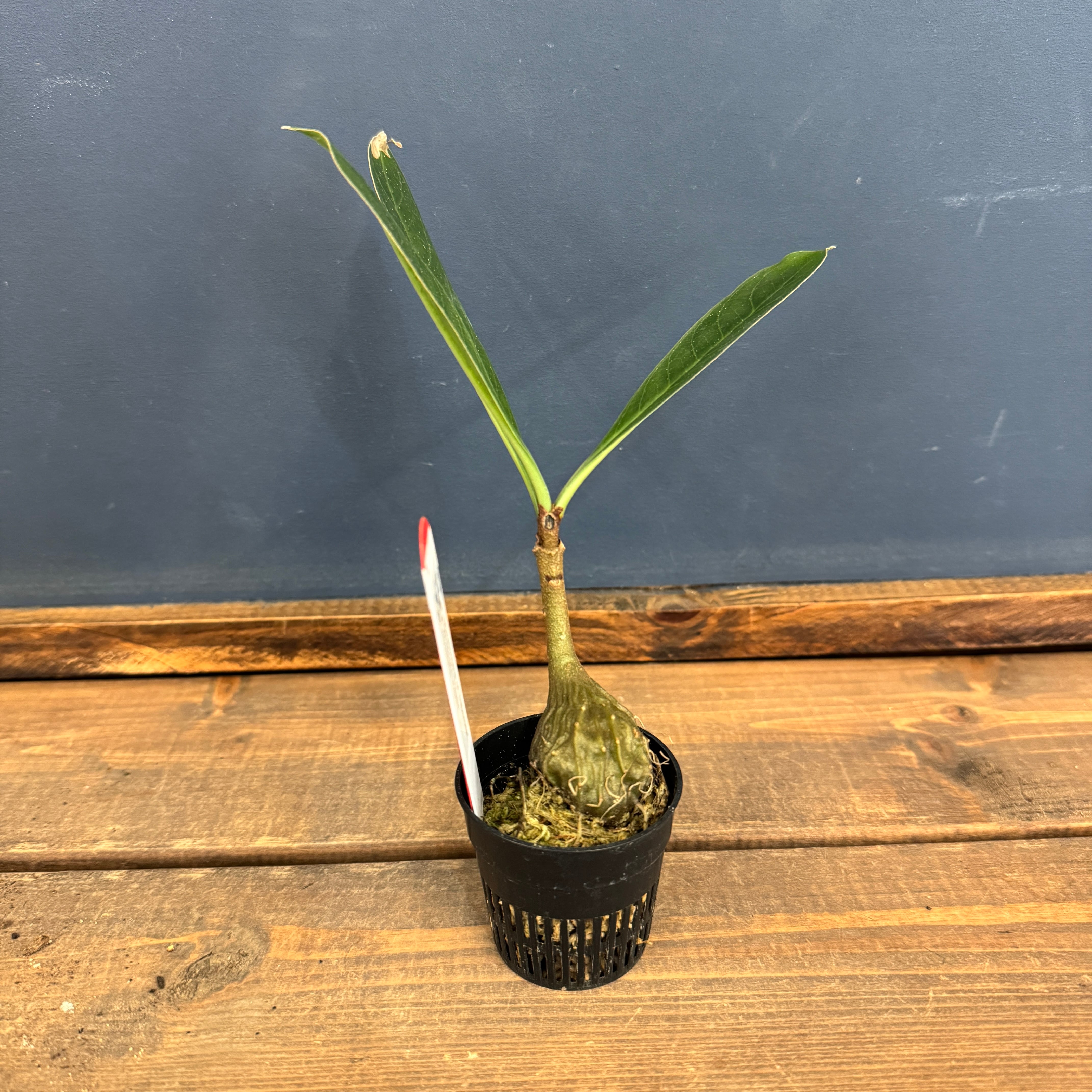 龍鳳、送料分 クリアランス】Myrmecodia cf. tuberosa Jayapura Papua【970