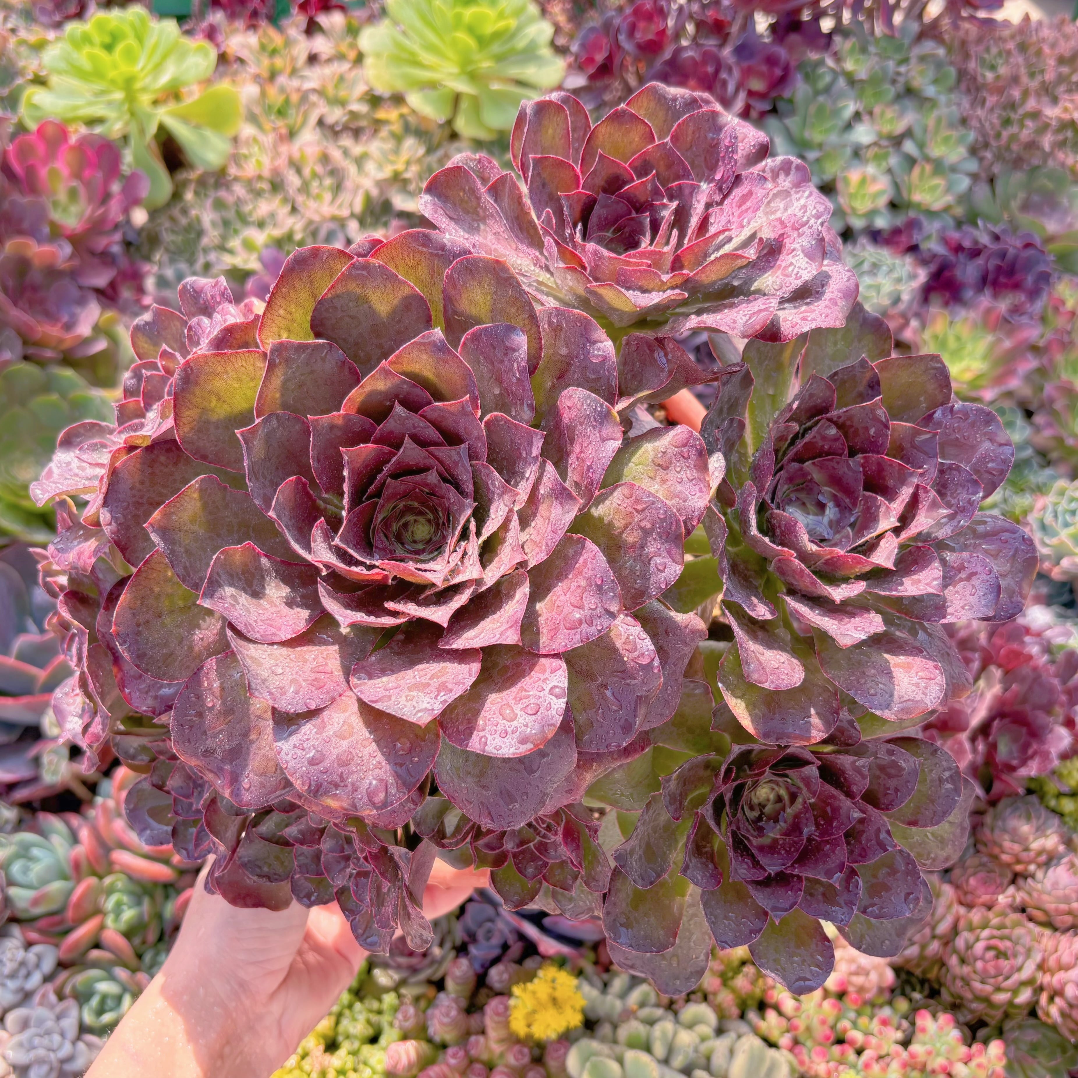 現品　魅金ローズ#F218　特大群生　るる農園