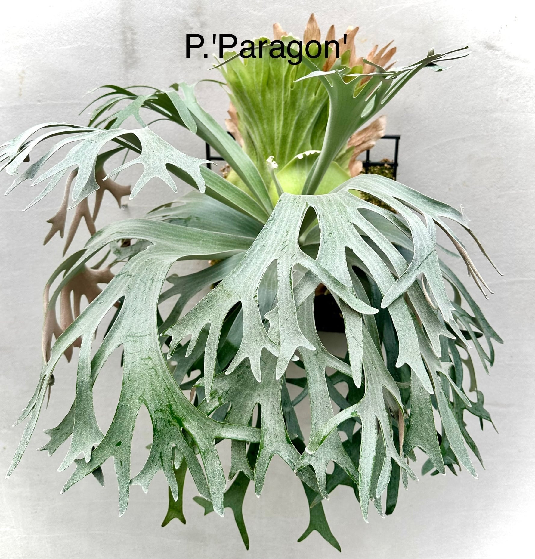 P. 'Ginka' ビカクシダ 'ギンカ' 銀華 | vandaka plants