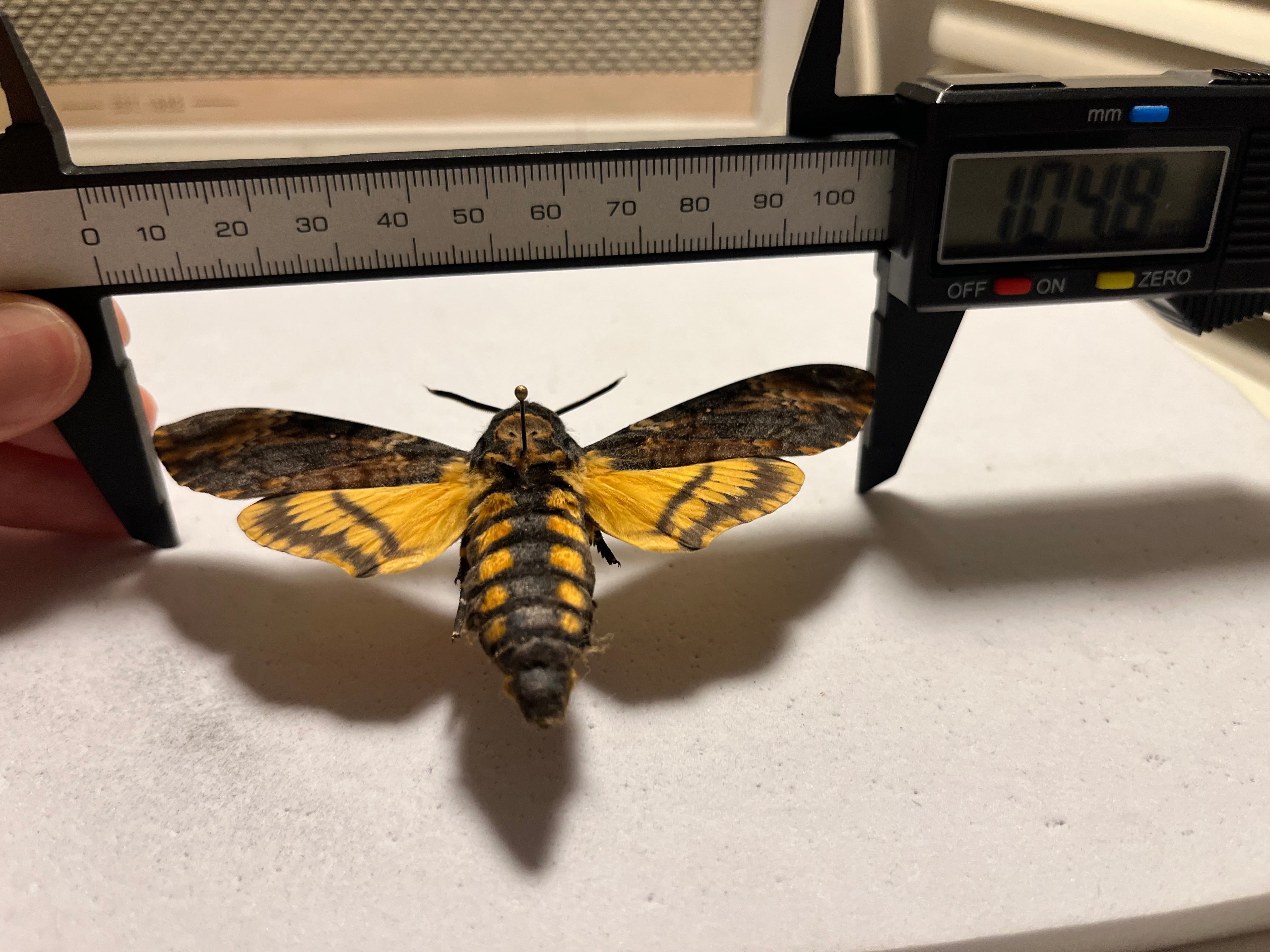 完璧髑髏】 メンガタスズメ 羊たちの沈黙 標本 蛾 オオミズアオ 蝶 外