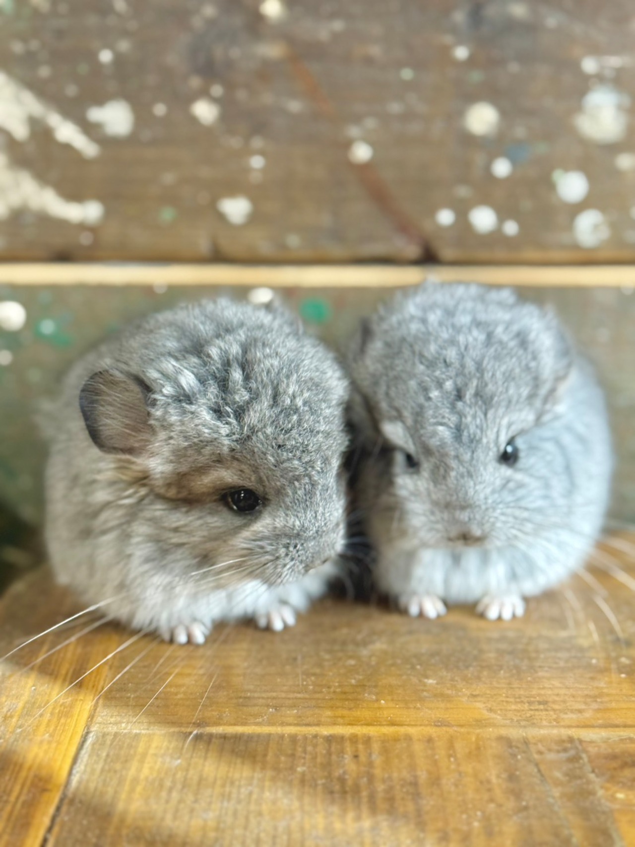 アンゴラチンチラ・スタンダードグレー（バイオレットキャリア）♀ - 1