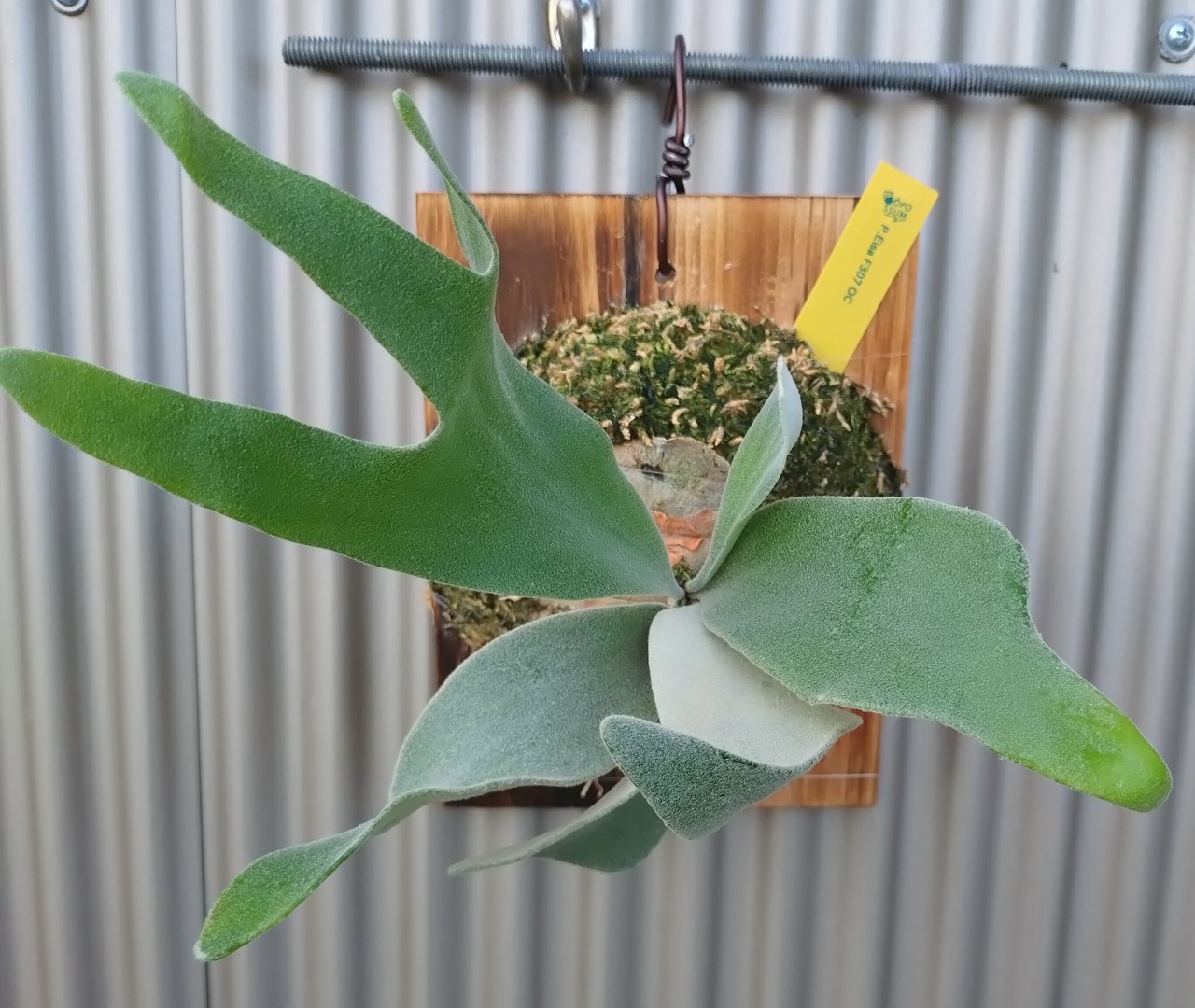 ビカクシダ/P.willincki 