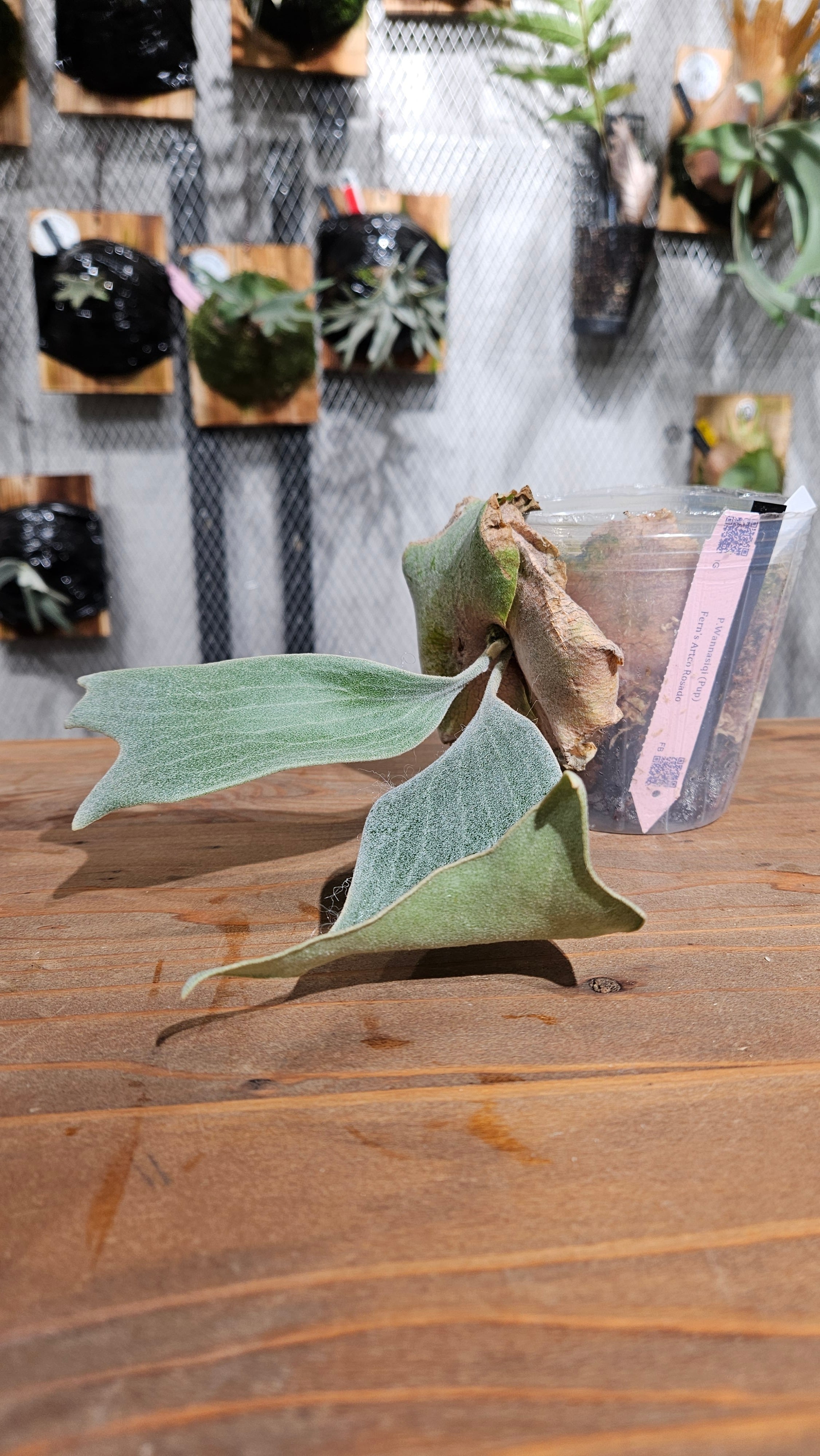 P.WBP ビカクシダ　石化　pup P.Wanna Siqi Pup【artPLANTs/PLANTS GARAGE 】ビカクシダ#Platycerium