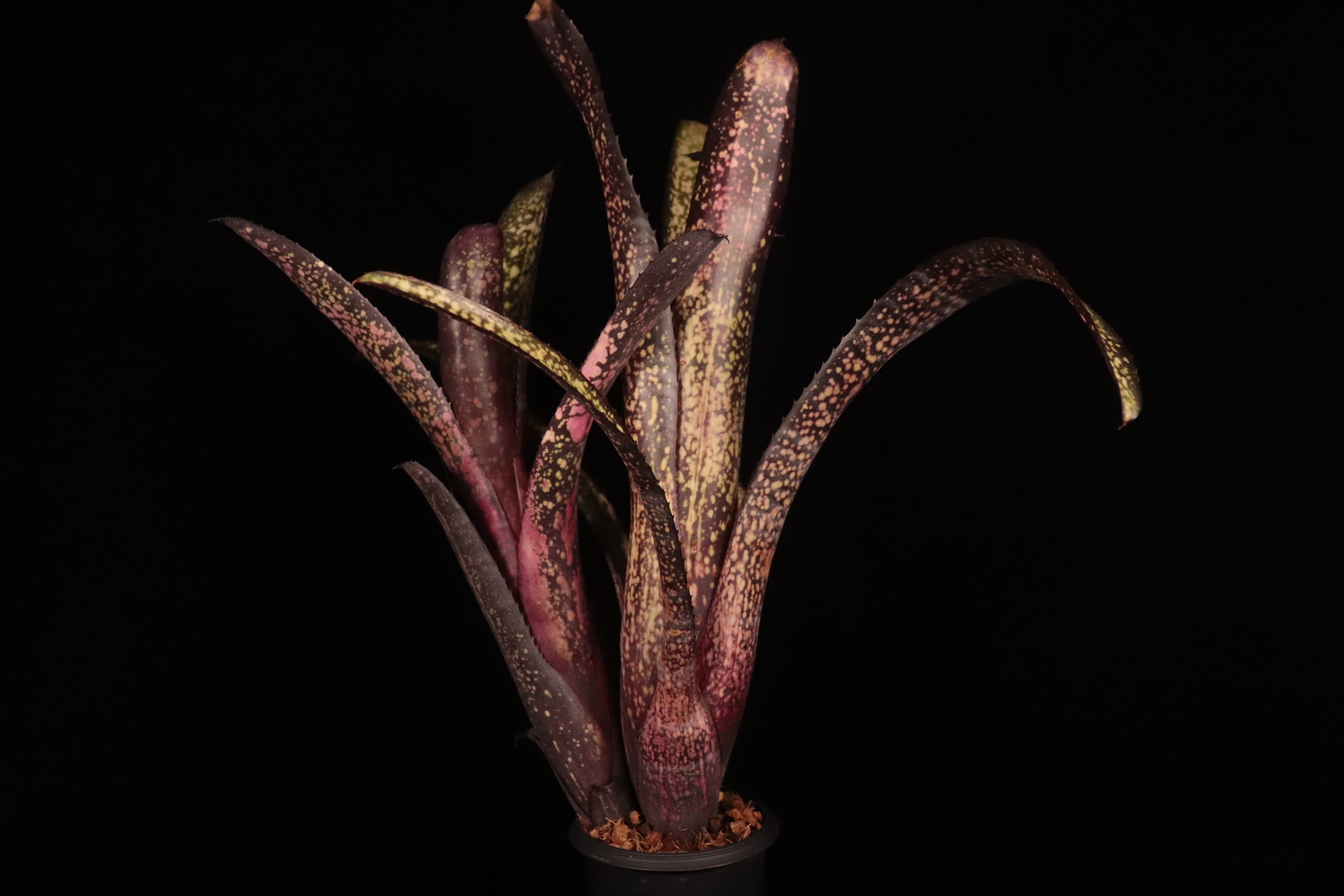 Billbergia 'Hallelujah'〔ビルベルギア〕B298-3 | plane plants