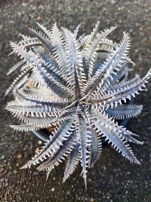 ディッキア・ナーガス ハイブリッドPS#02  Dyckia ・ Nagas Hybrid PS#02