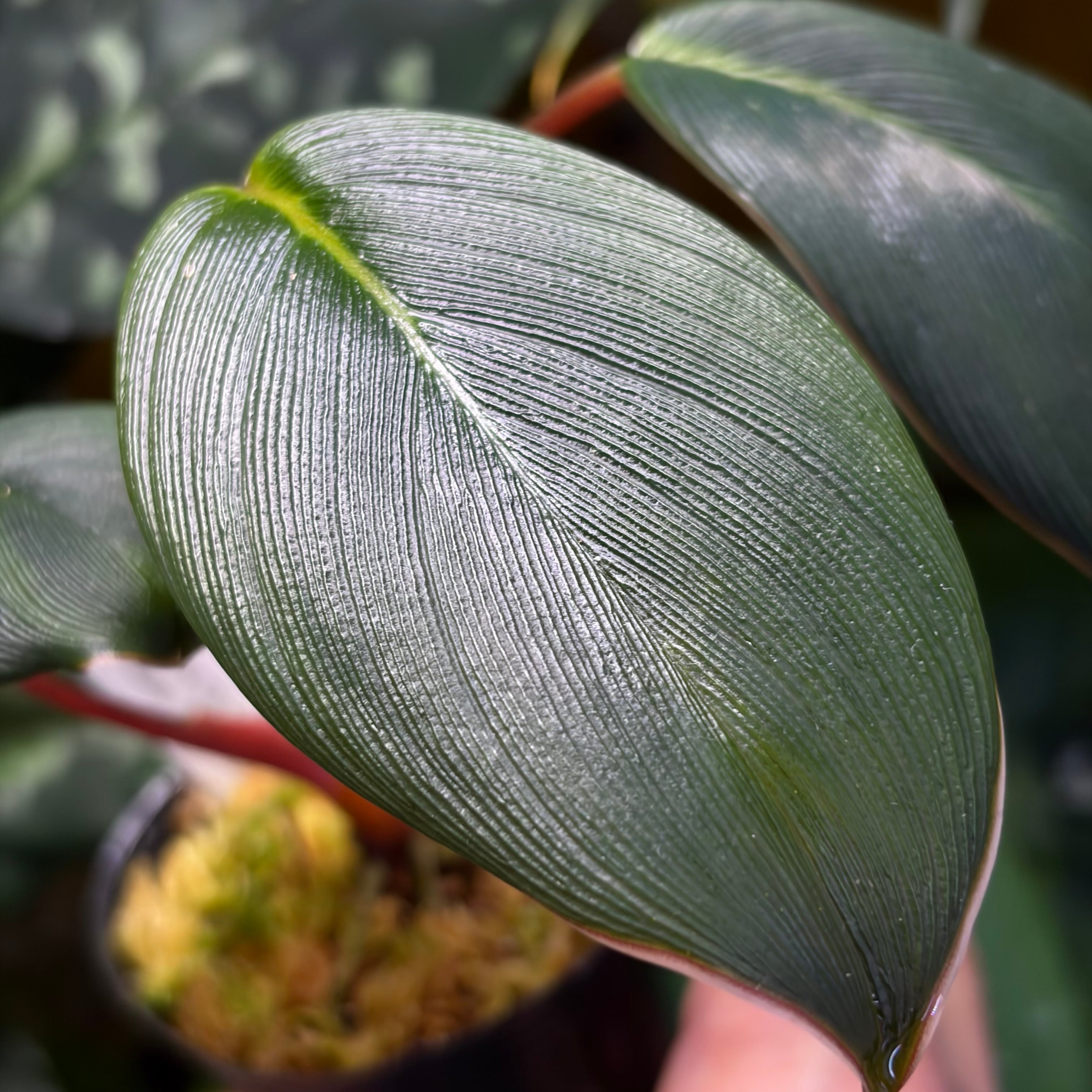 Begonia sp.Sumpur TK031117 原種ベゴニア TK便 | 熱帯雨林植物専門店