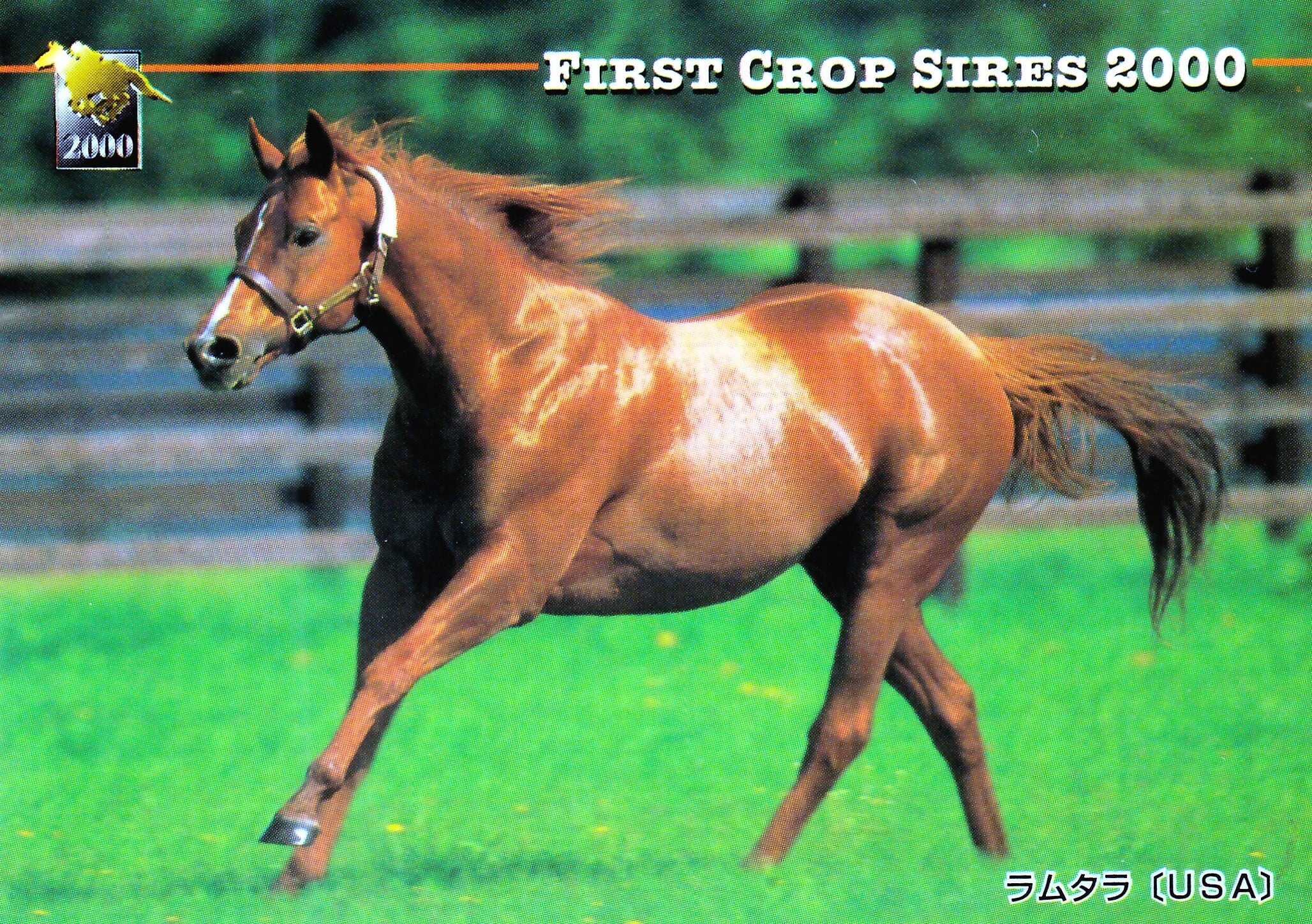ラムタラ「サラブレッドカード 00年上半期」No.119 | カードショップ