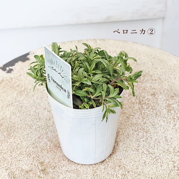 草花苗 カラーリーフ シリーズ アラビス プラチーナ カレックス