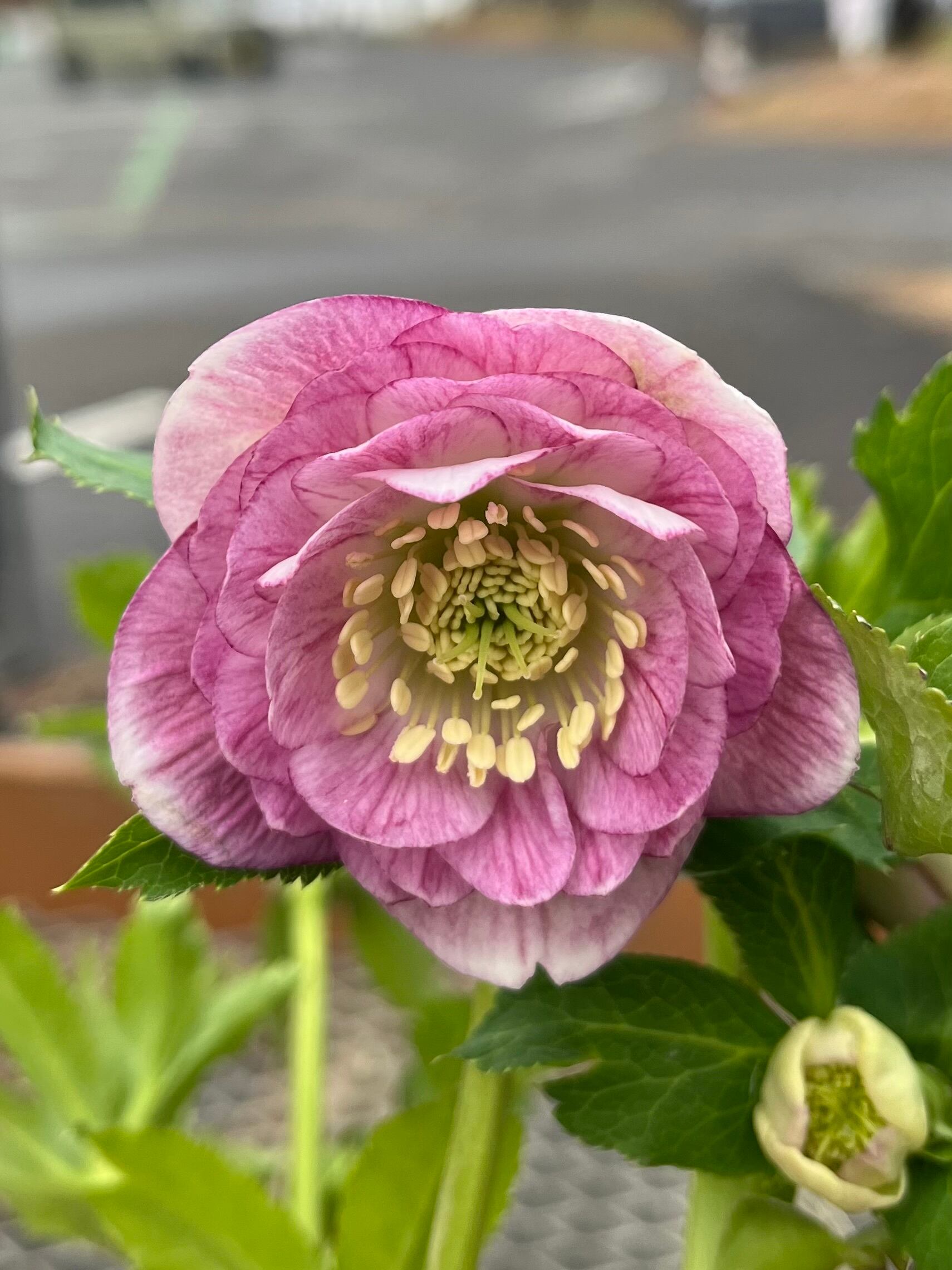 花 | あしかがフラワーパーク