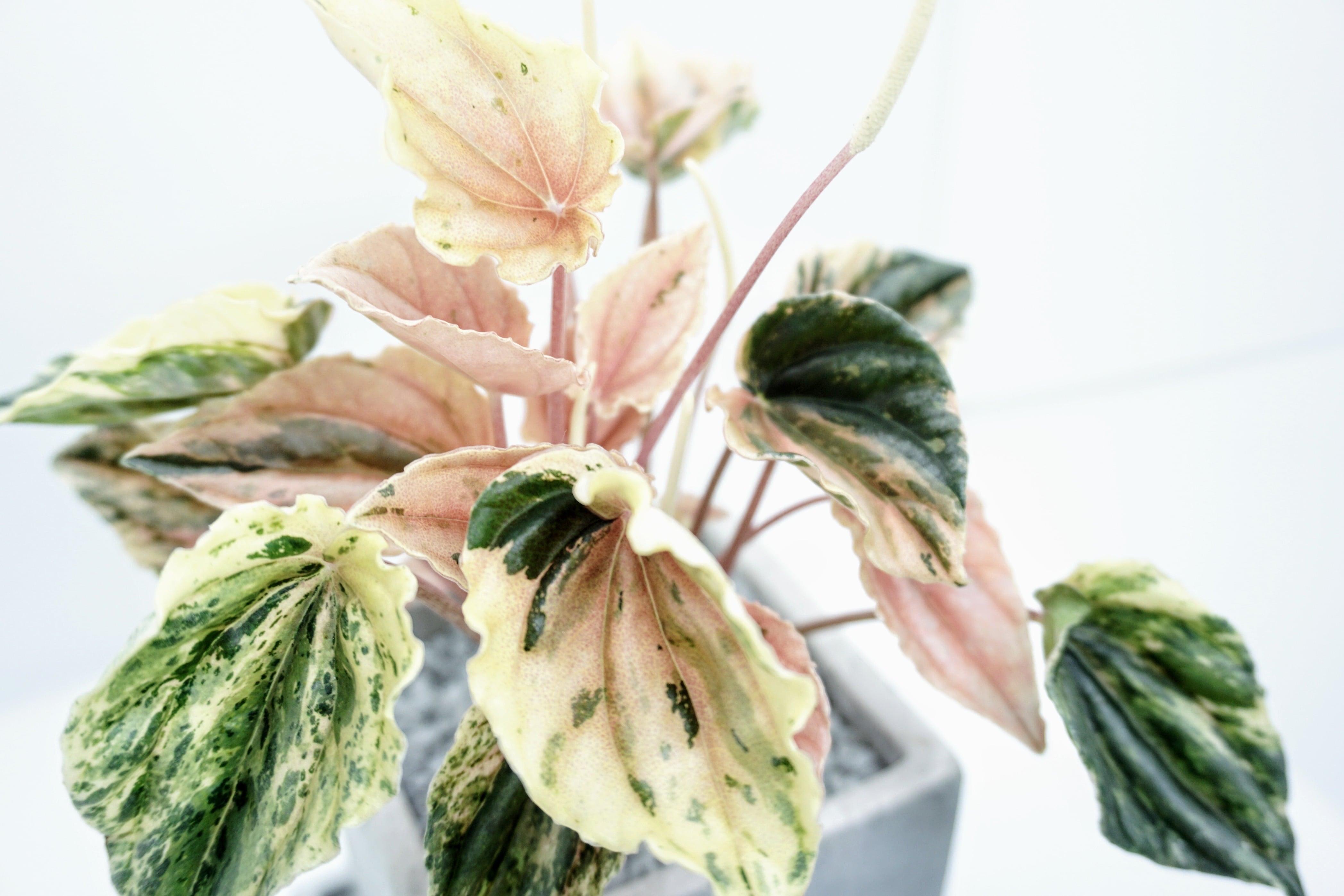 ペペロミア ニューピンクレディ 観葉植物 | PLANTS LINK powered by BASE