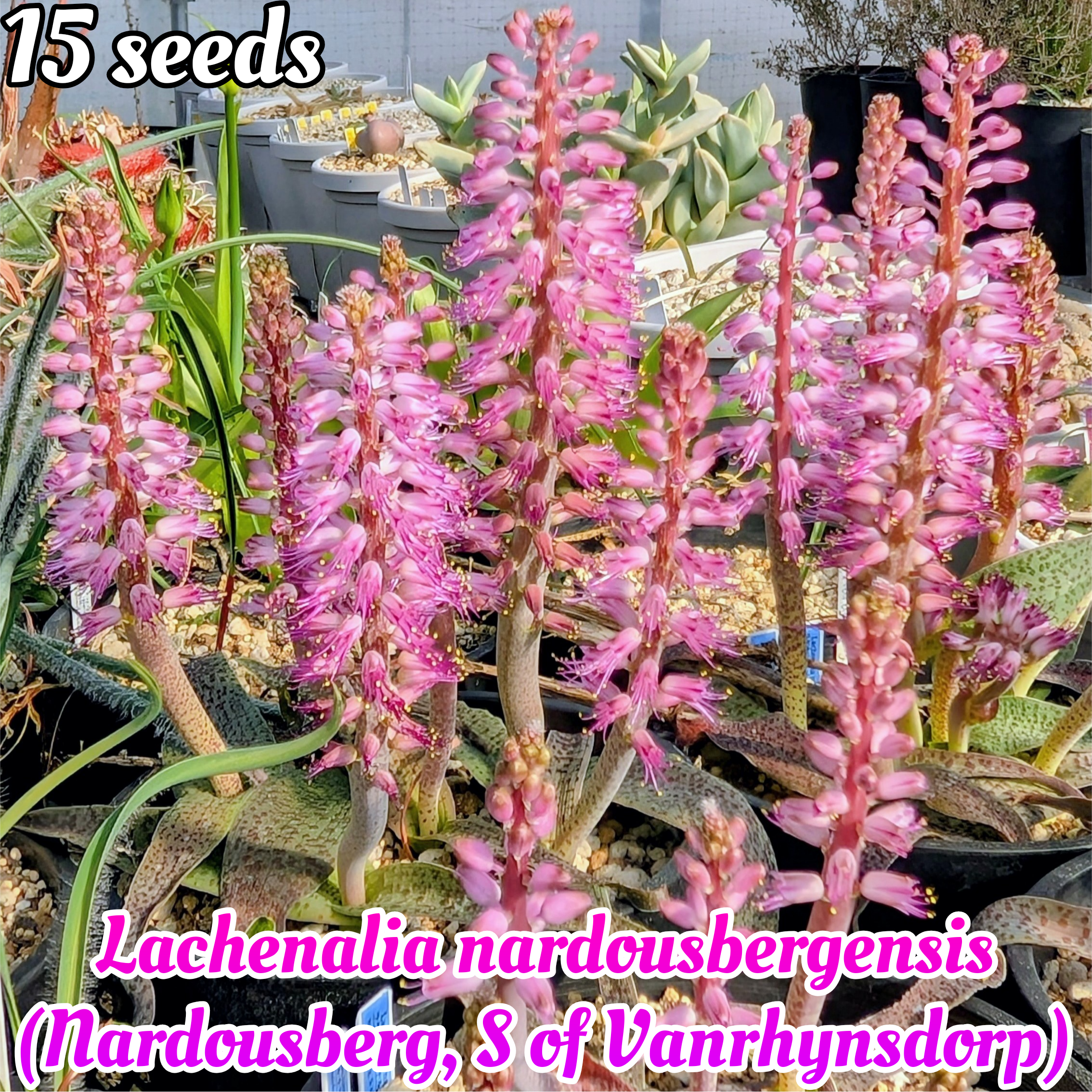 種子(少量パック)/15粒】Lachenalia nardousbergensis (Nardousberg, S