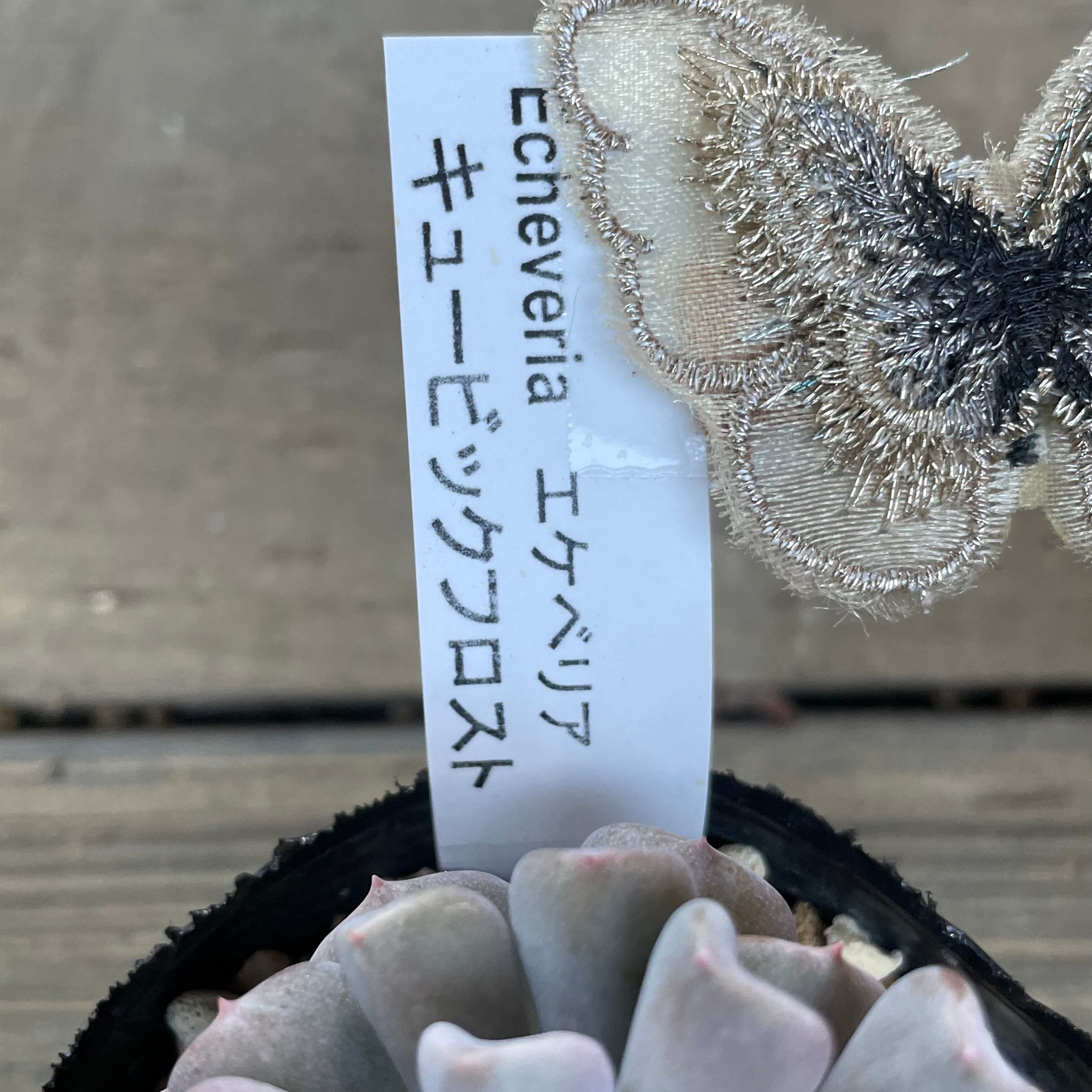 キュービックフロスト | RuPo 多肉植物専門店