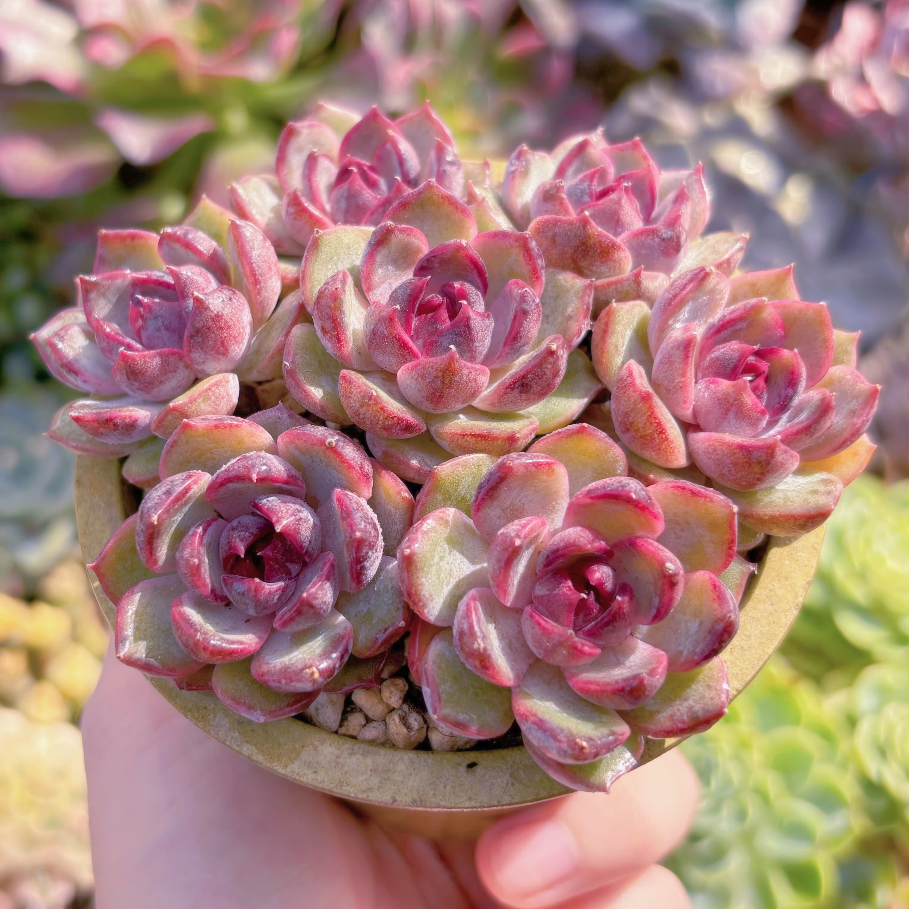 多肉植物 Black pink(7苗) 新入荷 るる農園 | るる農園~多肉植物専門